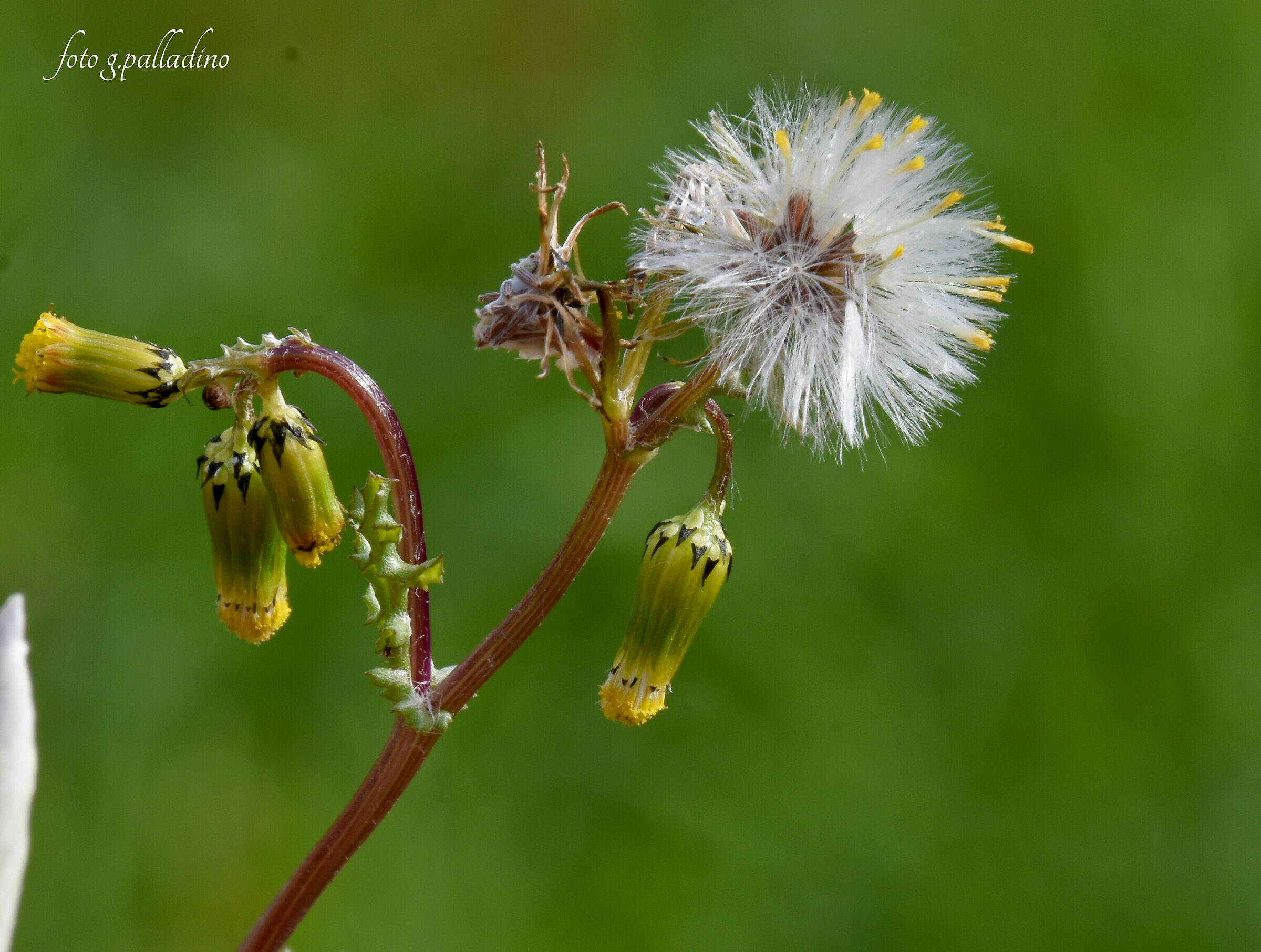 Segnali di primavera !