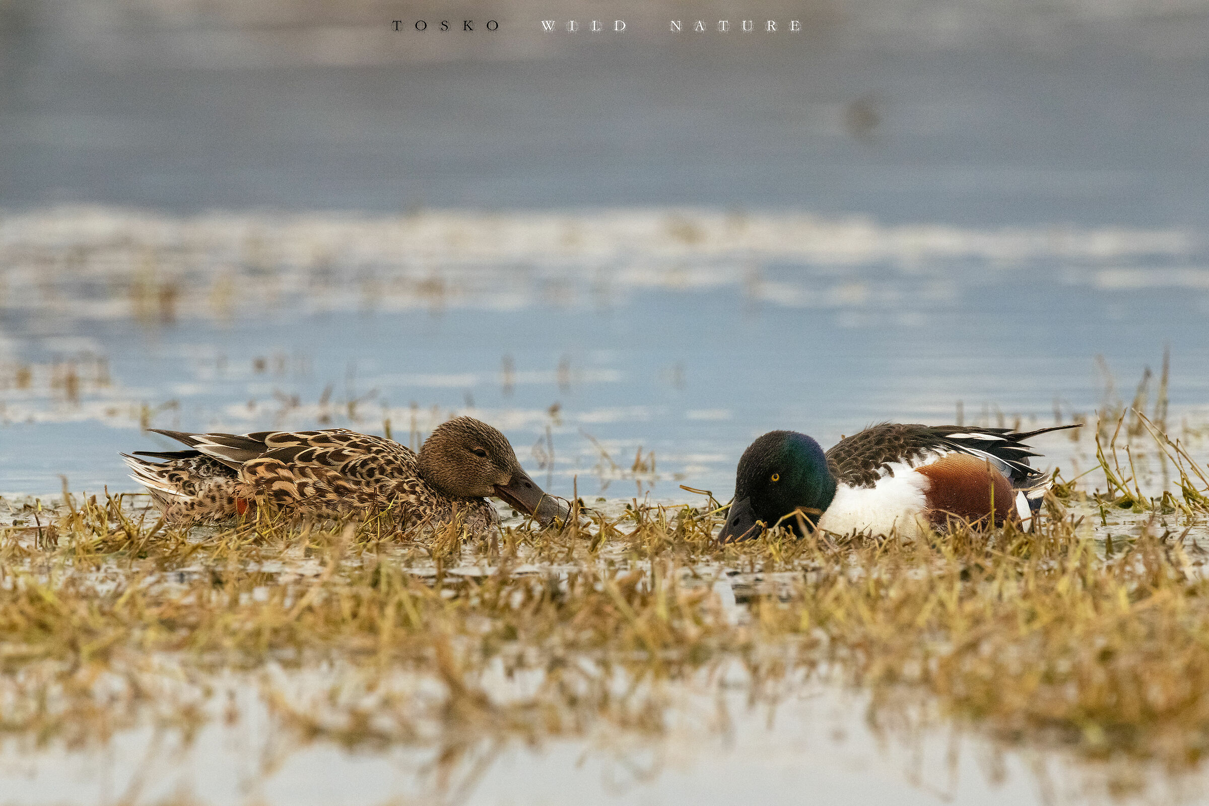 Mestoloni (Anas clypeata)