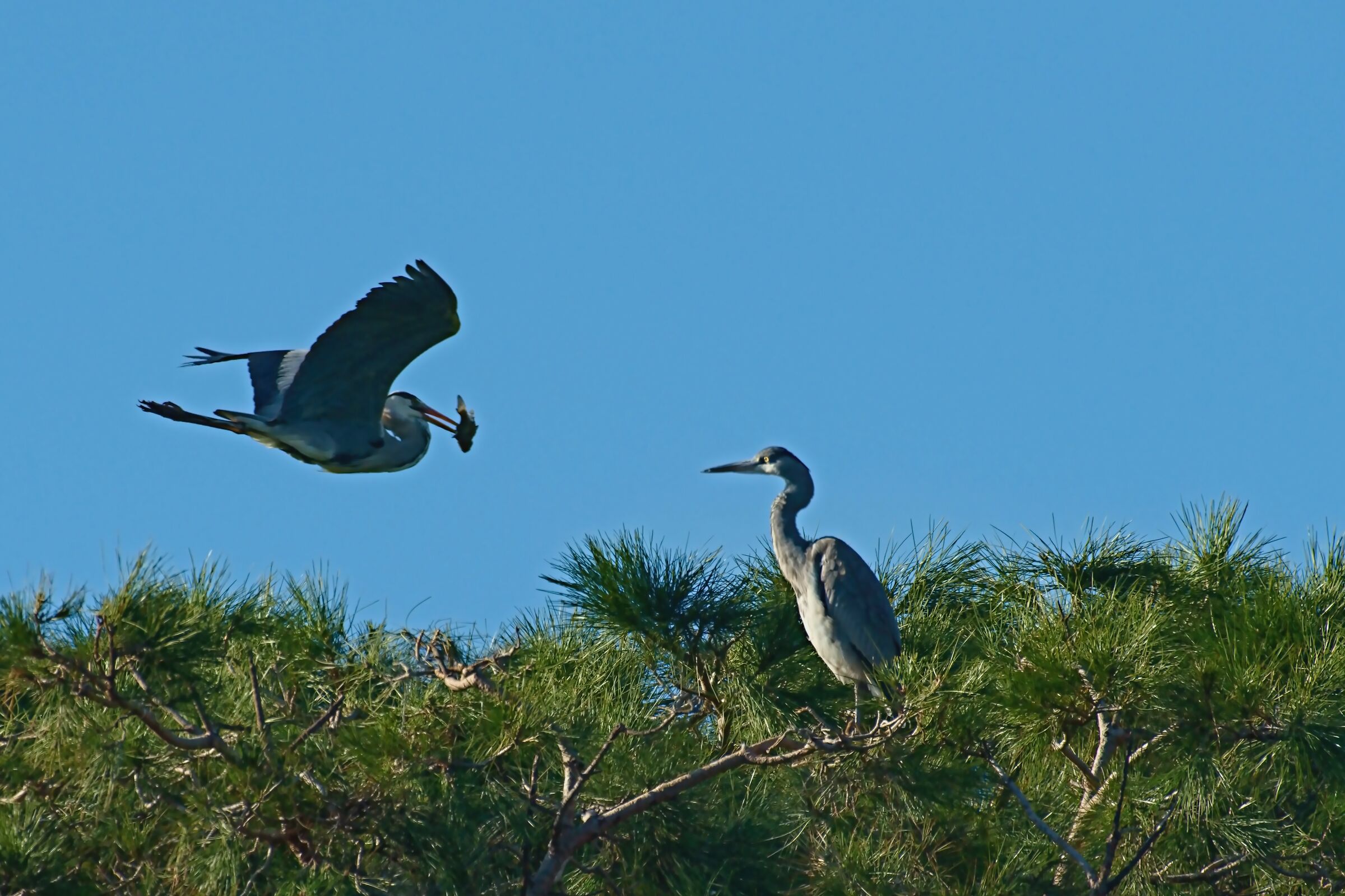 Herons Ashes in nesting