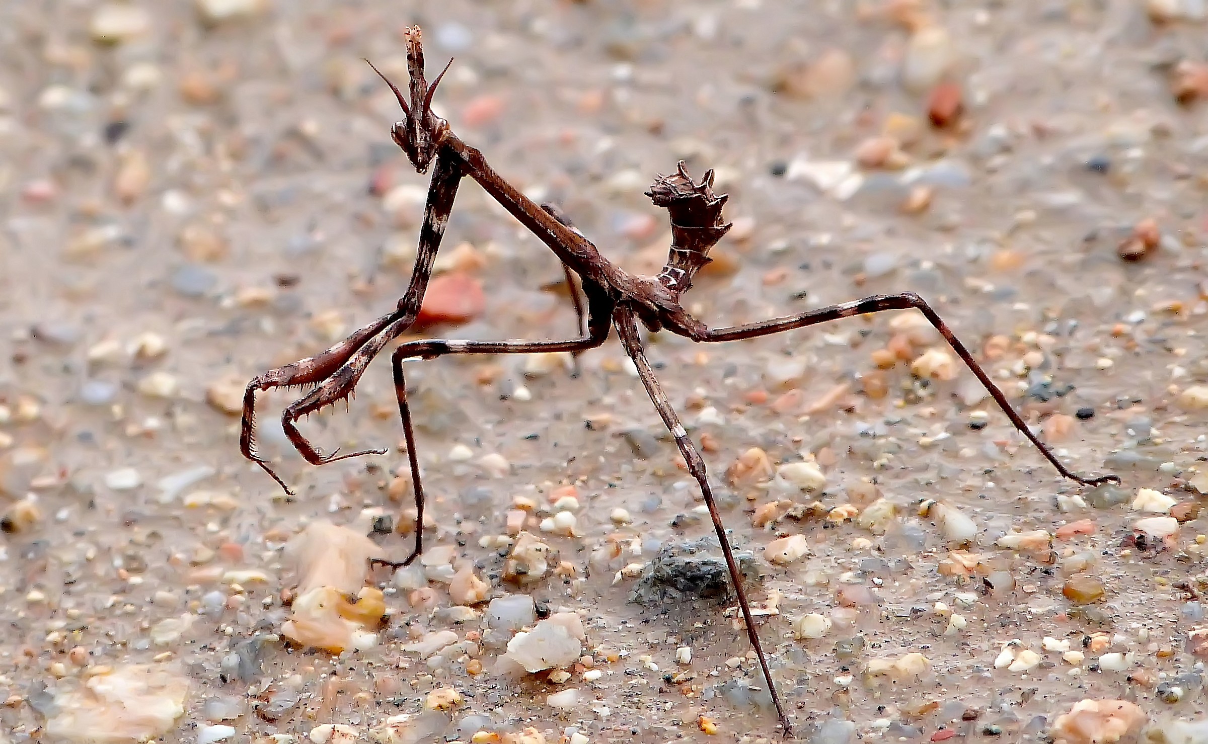 Empusa pennata .....