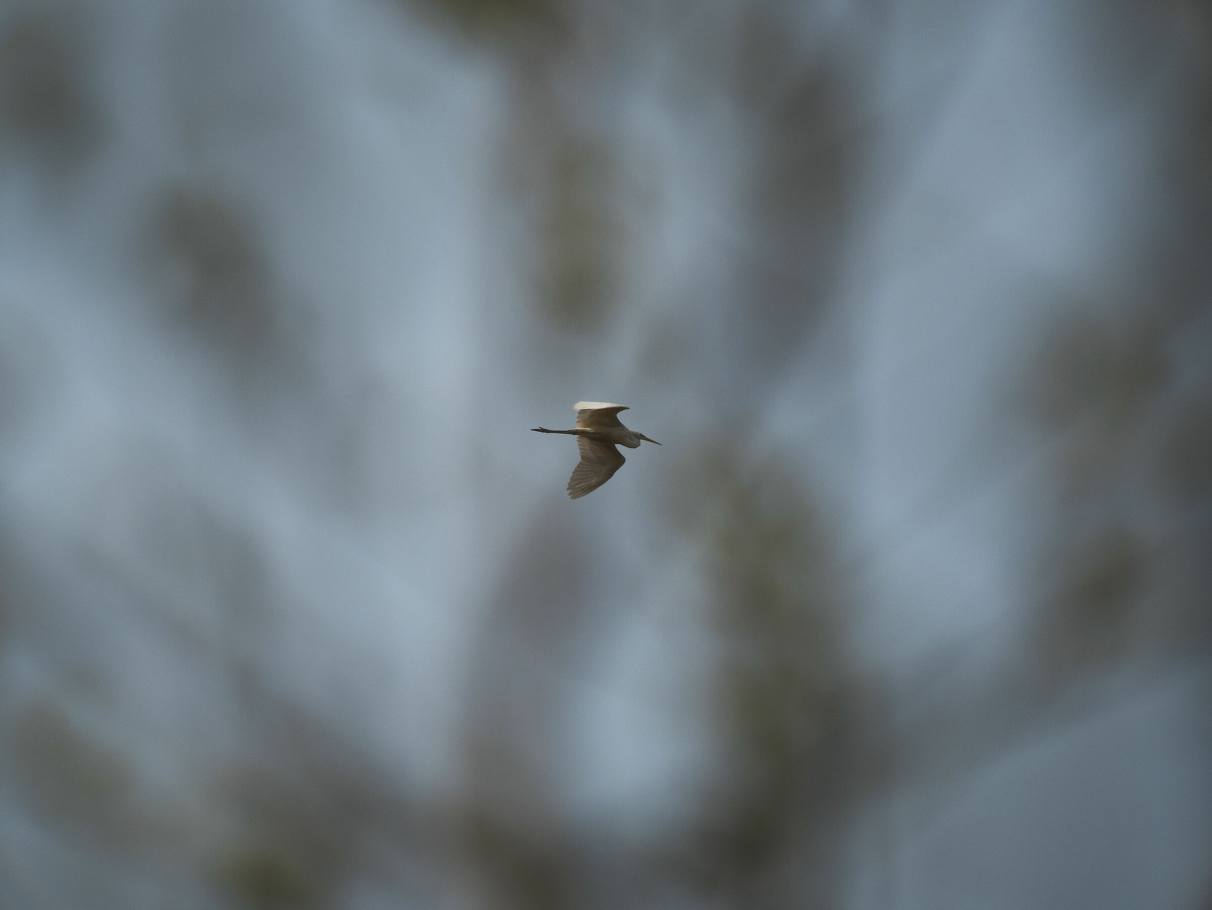Passing heron; hidden by the fronds