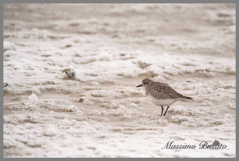 povanello pancianera