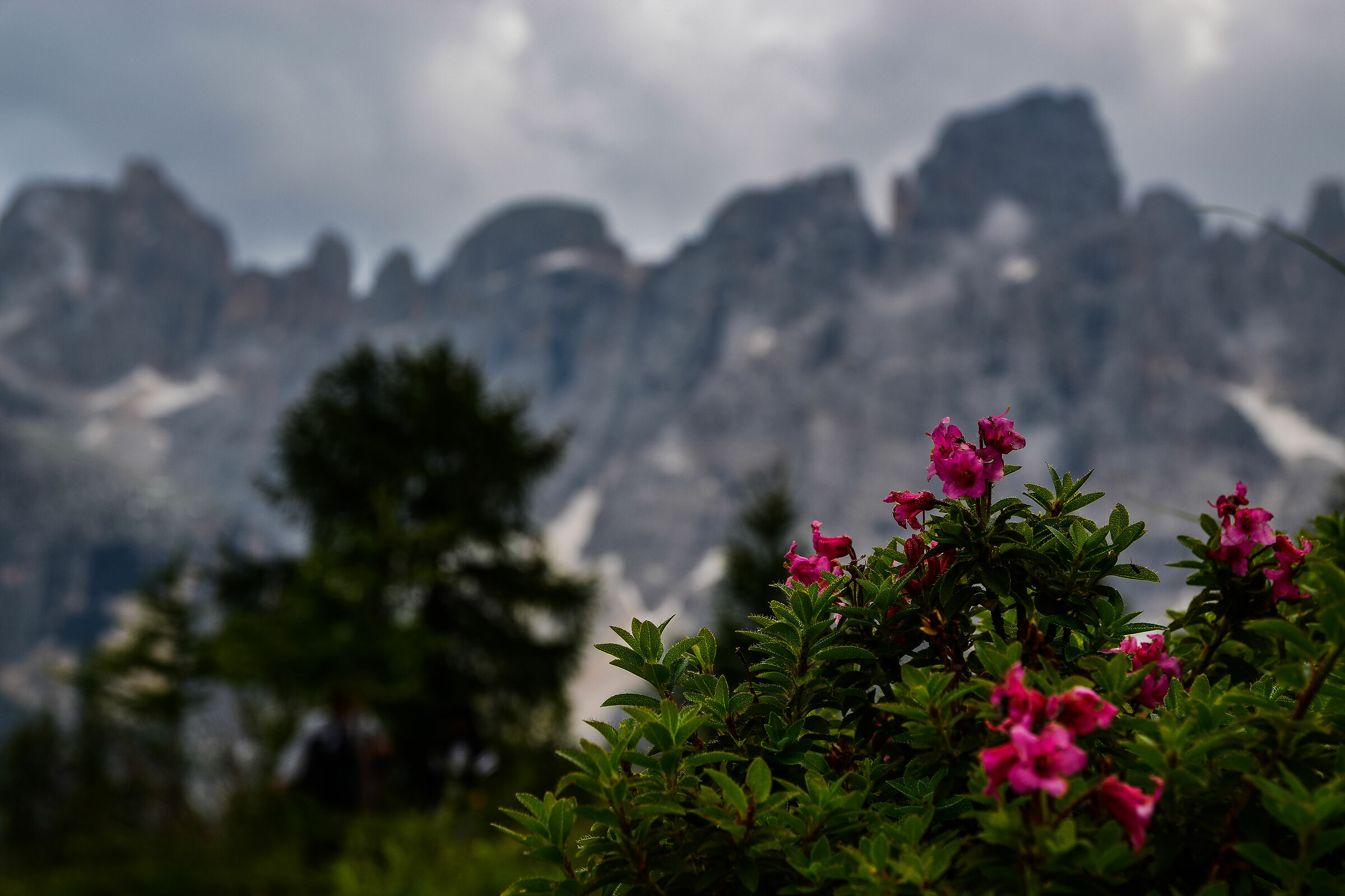 fiori tra le montagne