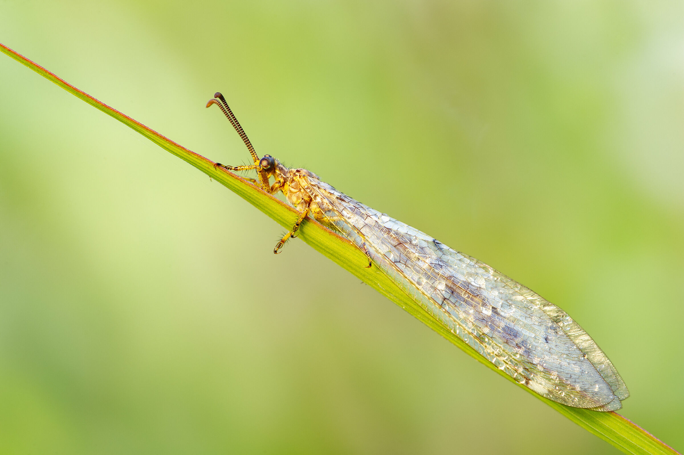 Macronemurus appendiculatus