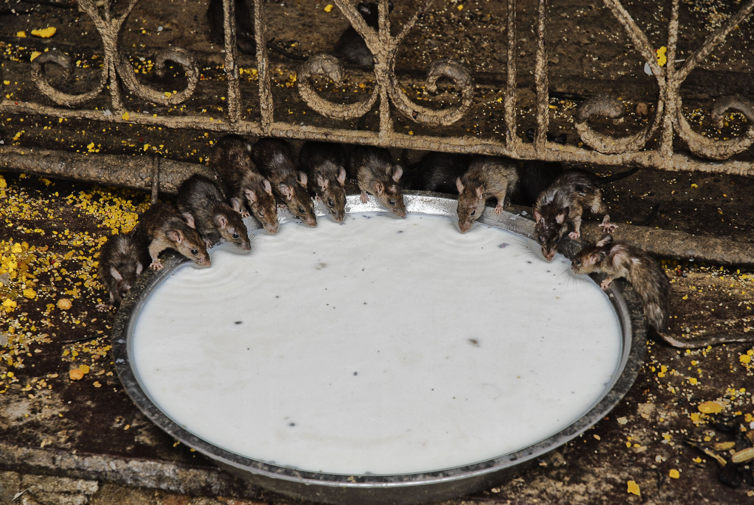 india tempio dei topi
