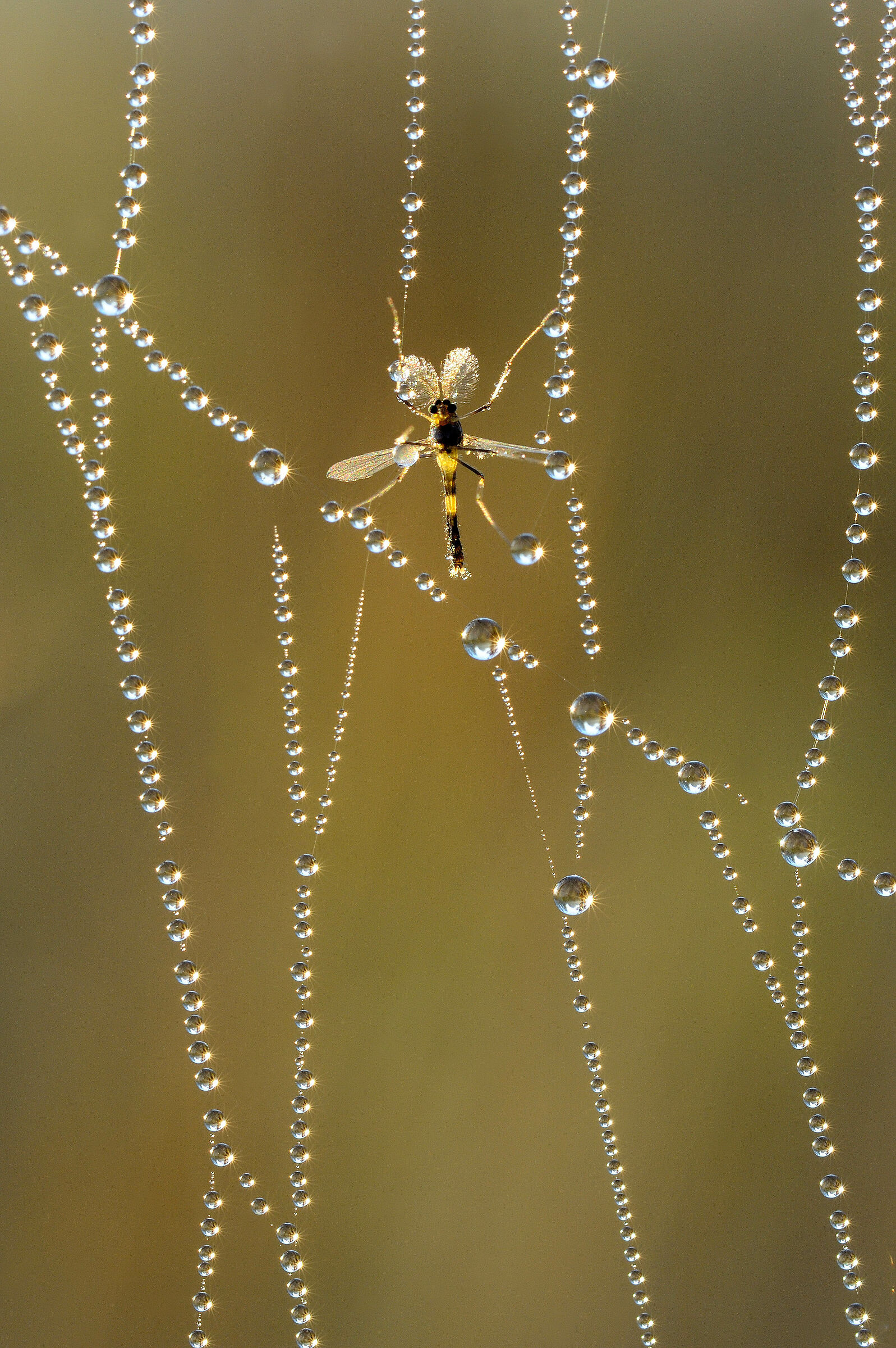 Insetto su Ragnatela