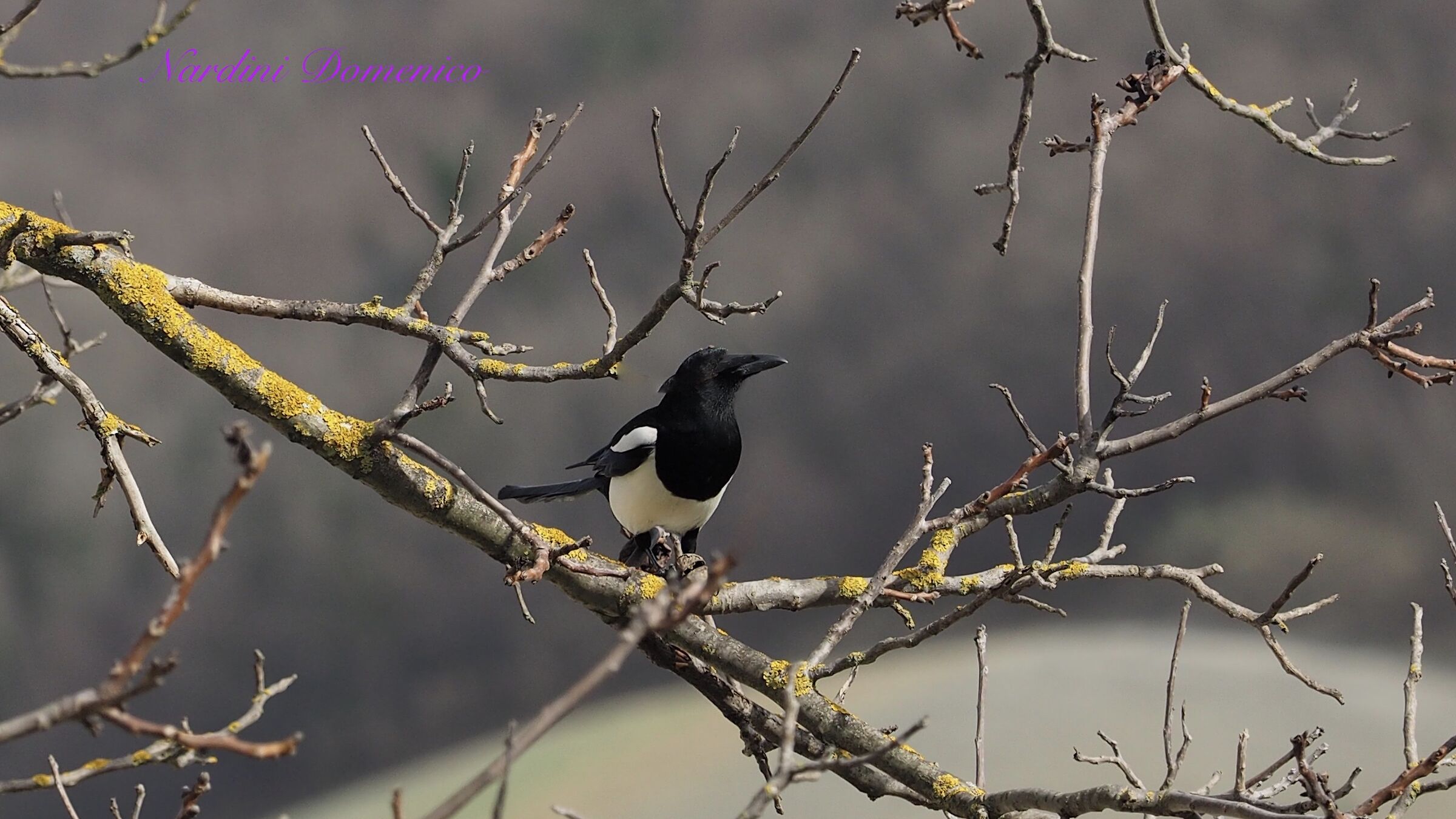 Common Magpie