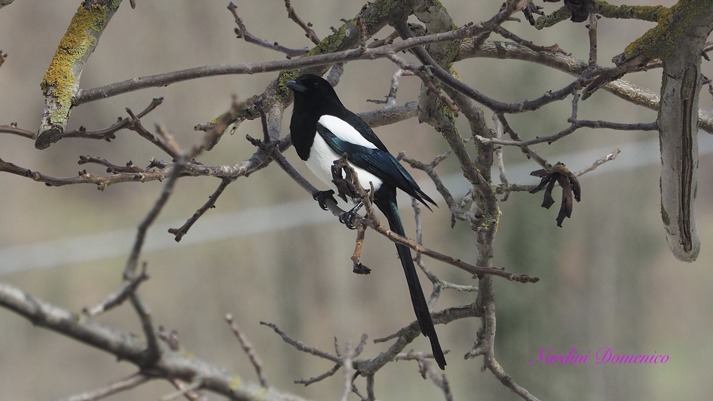 Common Magpie