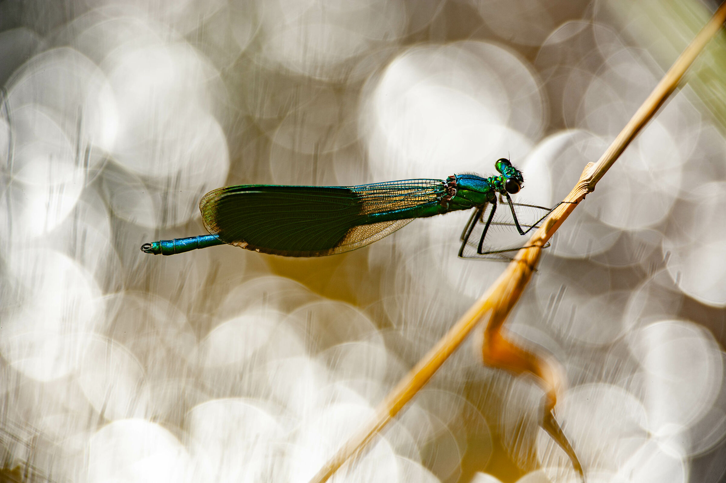 Calopterix Splendens
