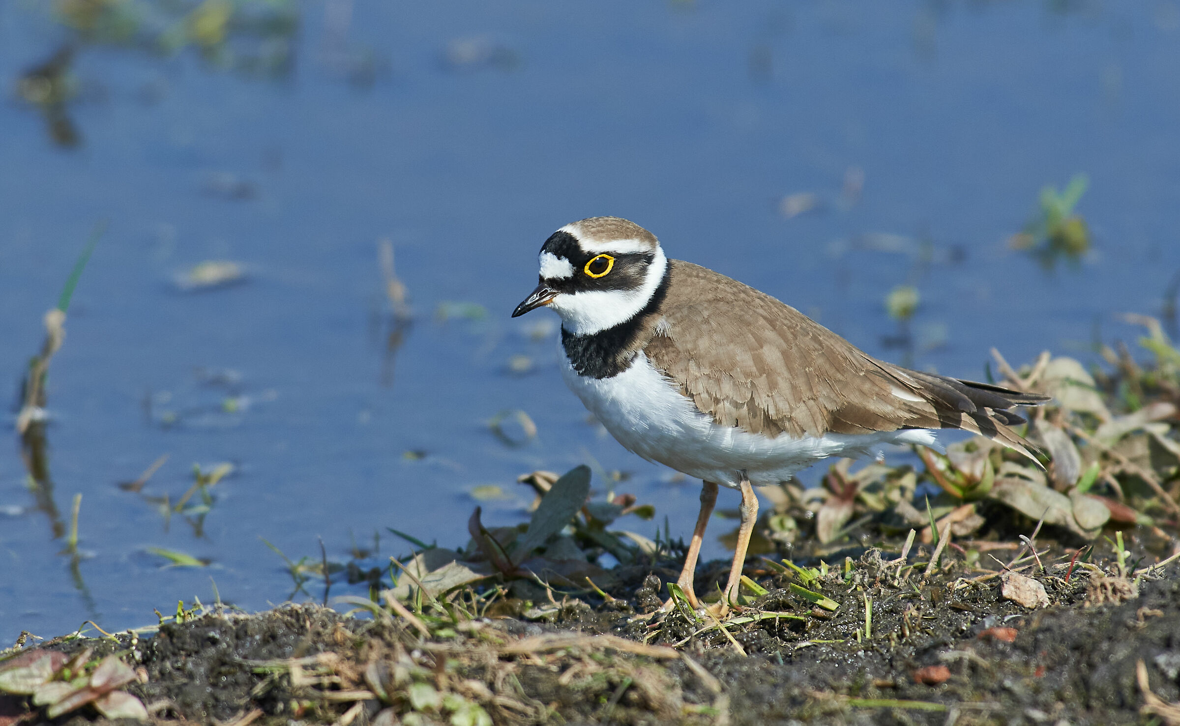 Piccolo Plover Anello