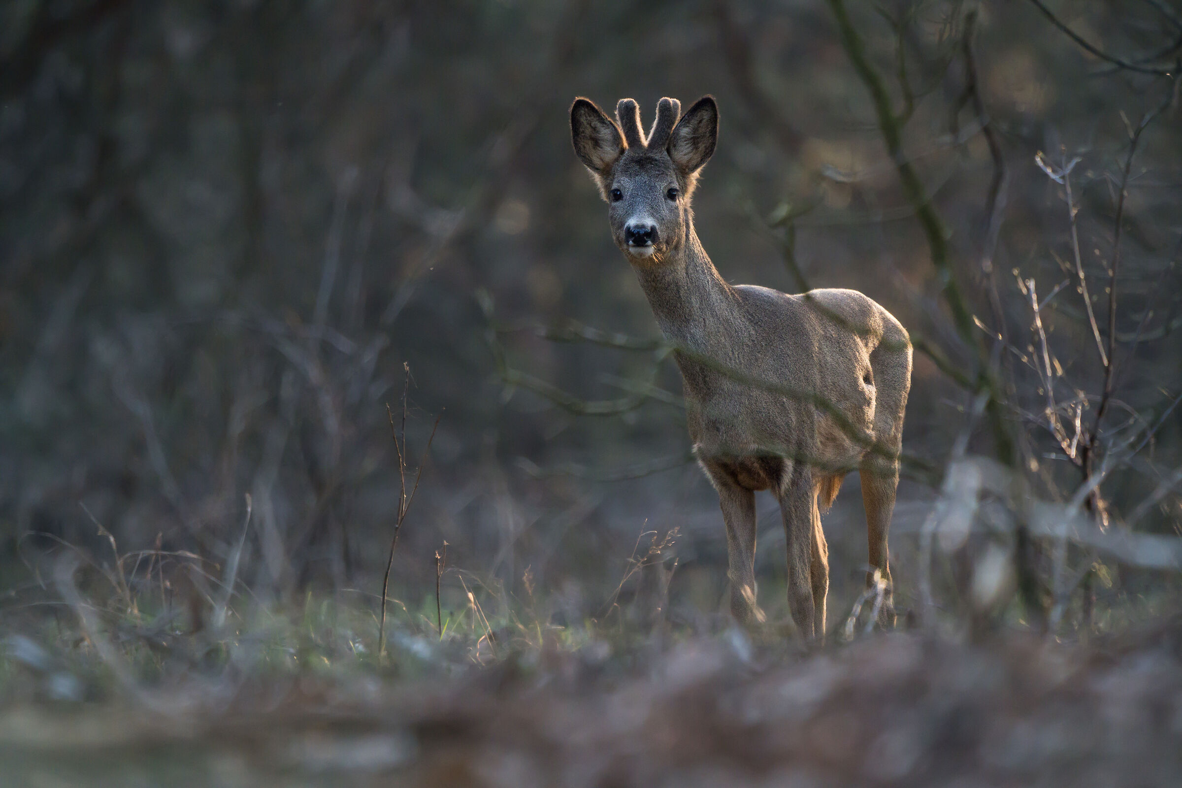 Roe deer (Capreolus capreolus)