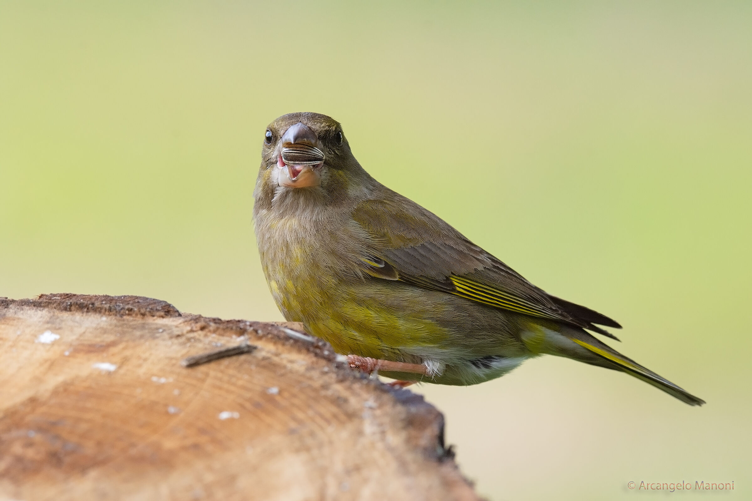 Mostraci cosa mangi verdone!