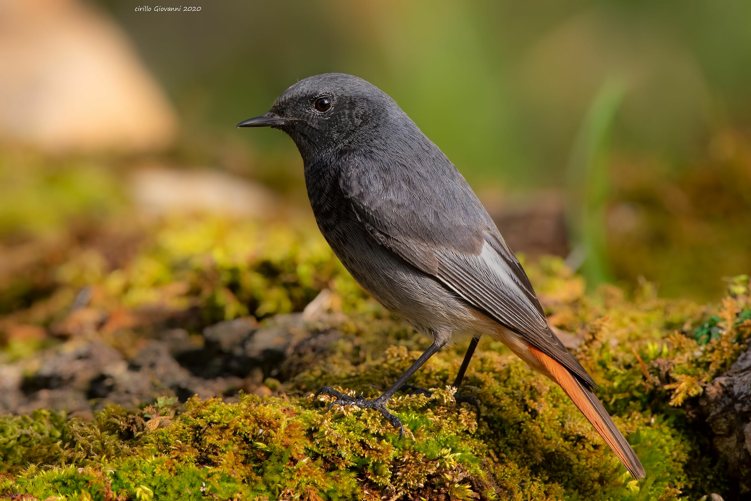 codirosso spazzacamino maschio