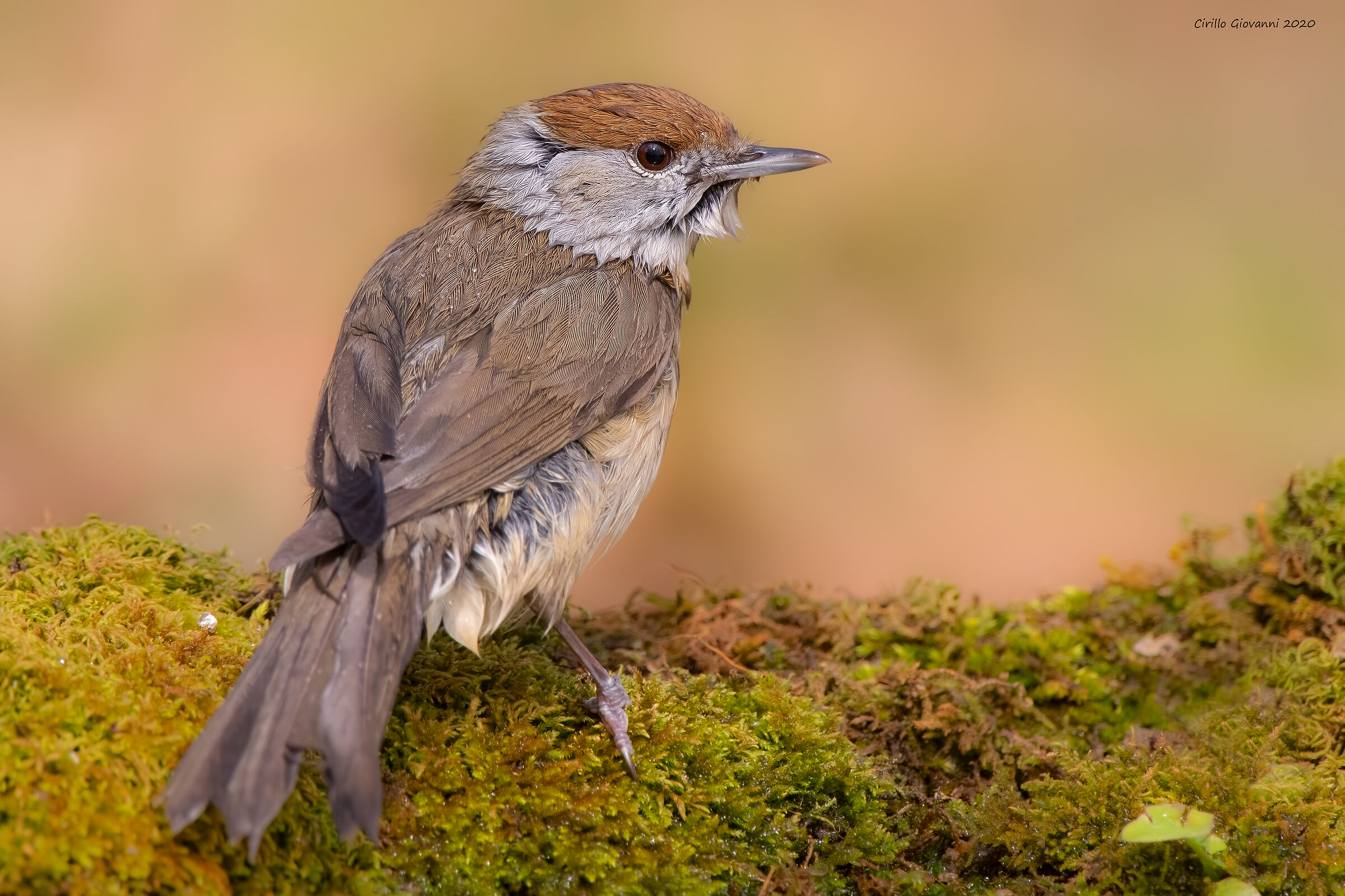 female capiner after bathing