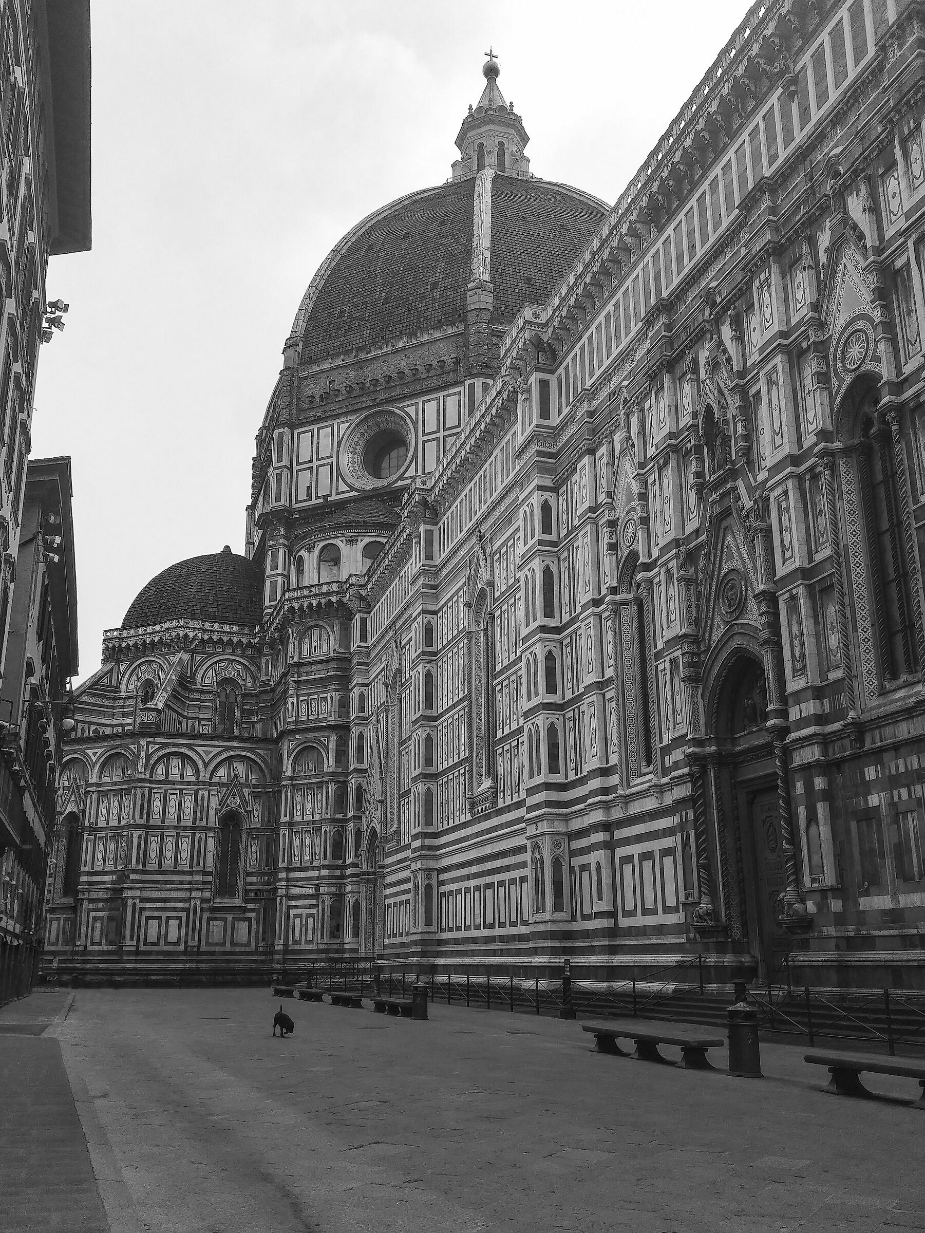 Florence only like a dog