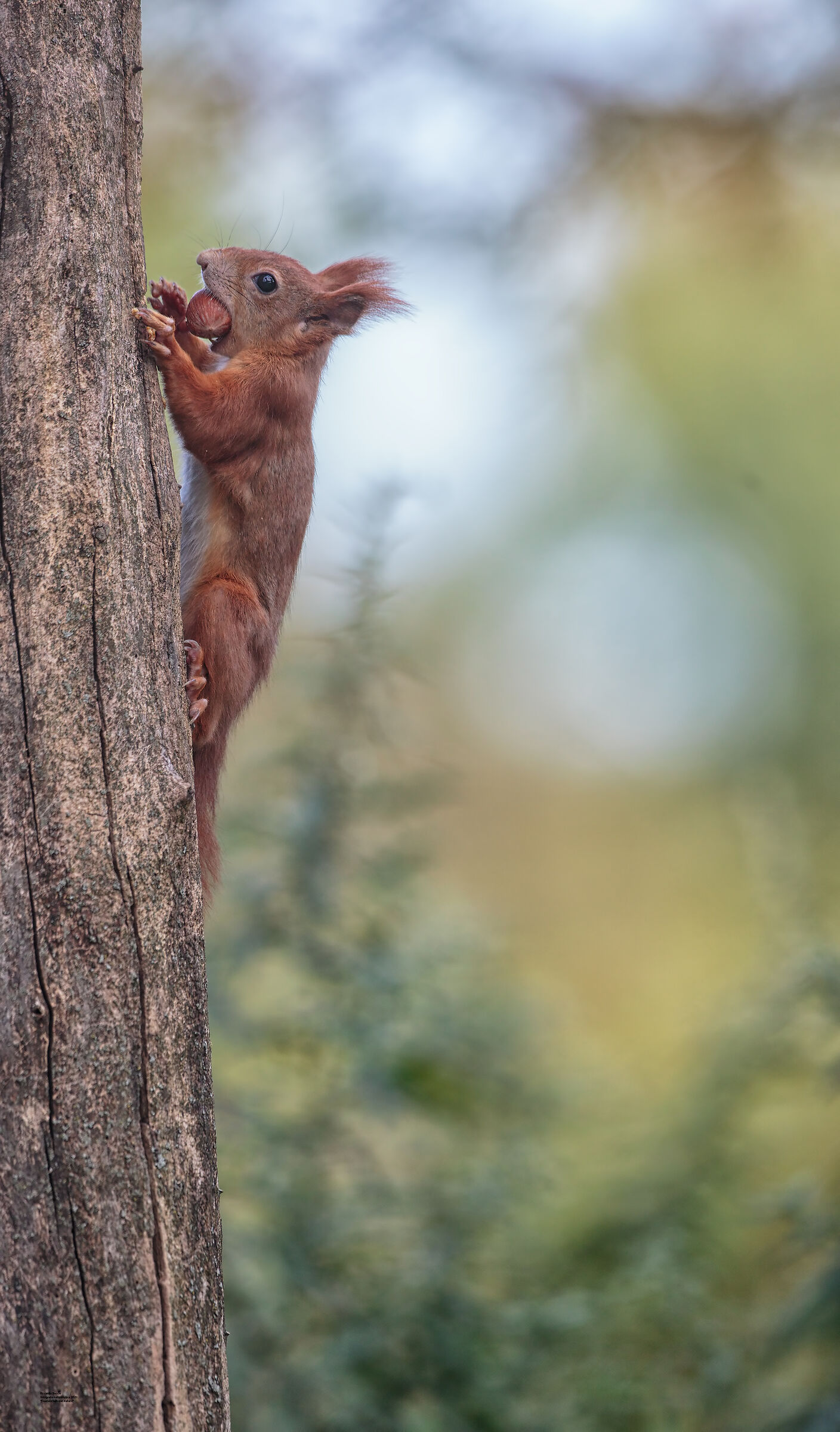 Scoiattolo e foresta di latifoglie
