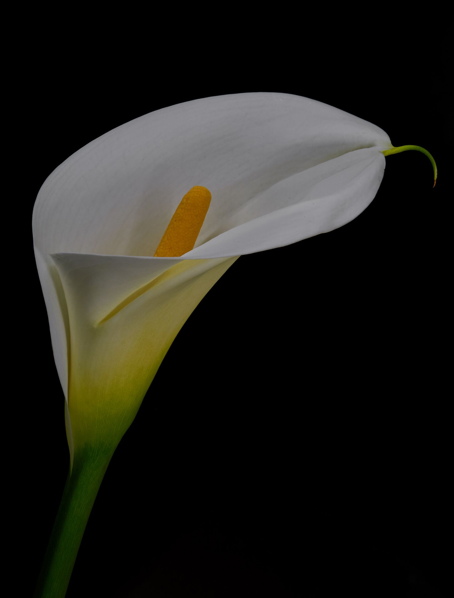 Another calla!