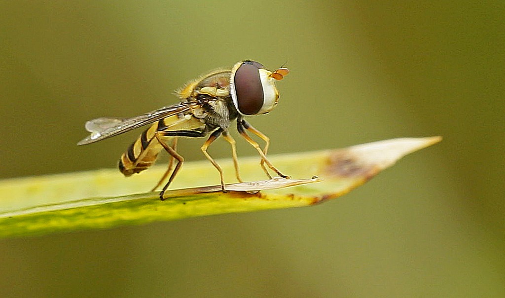 Robber fly