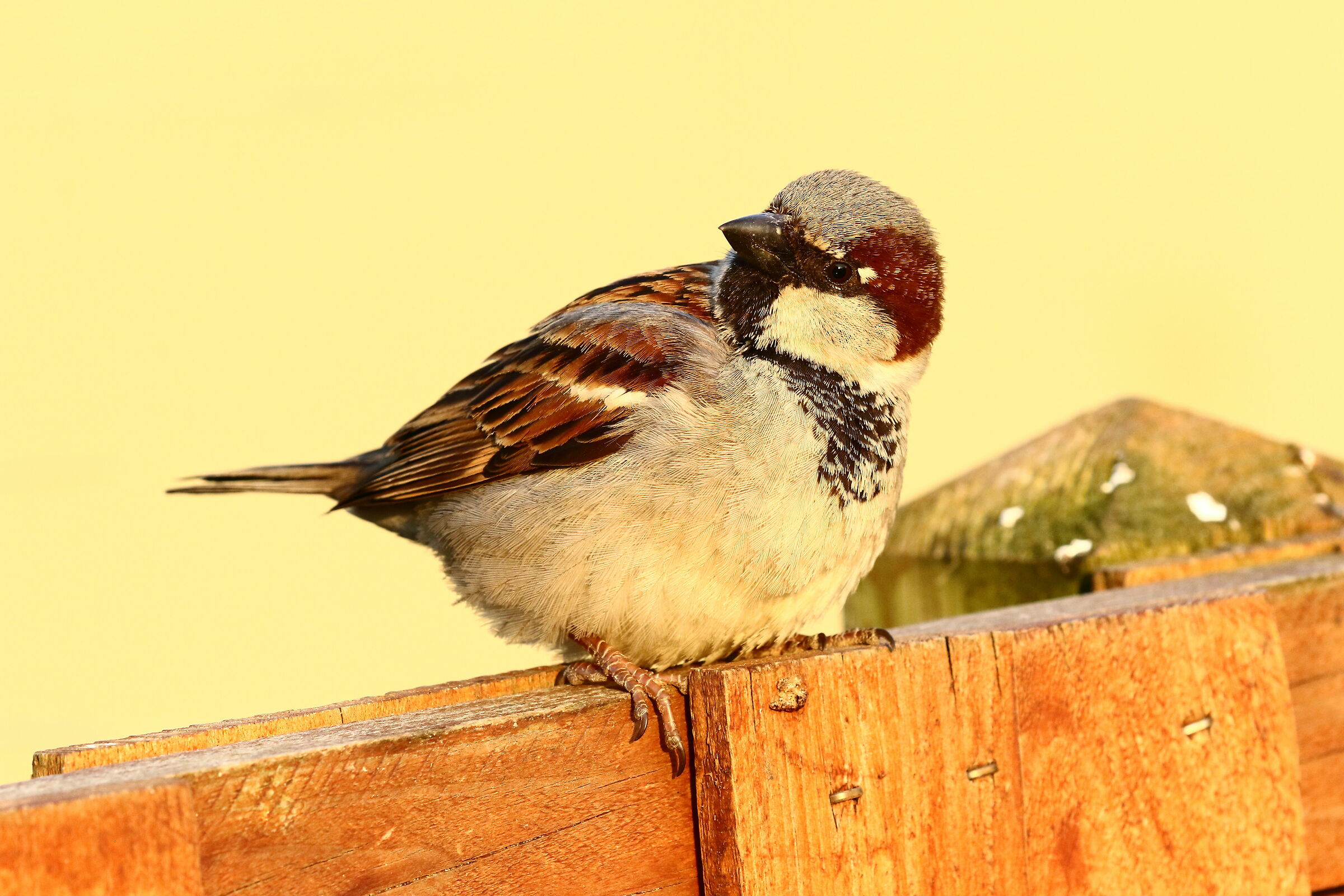 male of European Passera