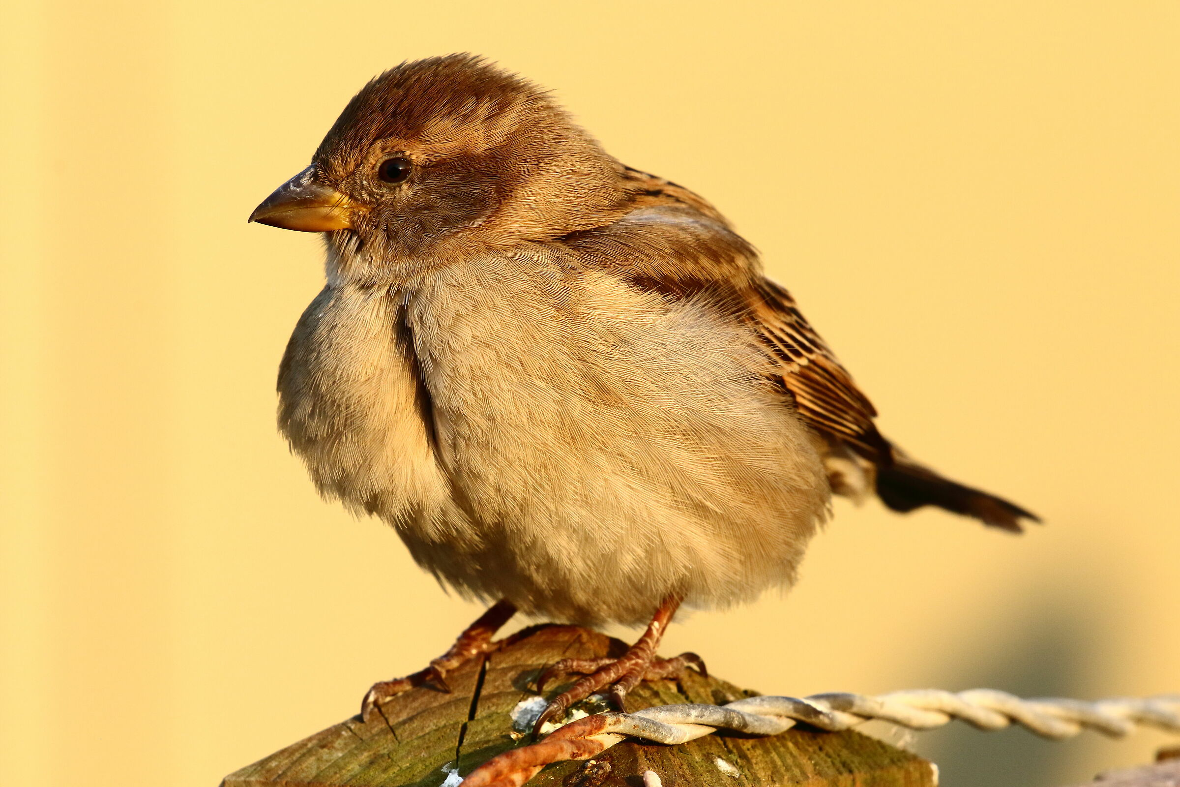 Fammina of European Passera