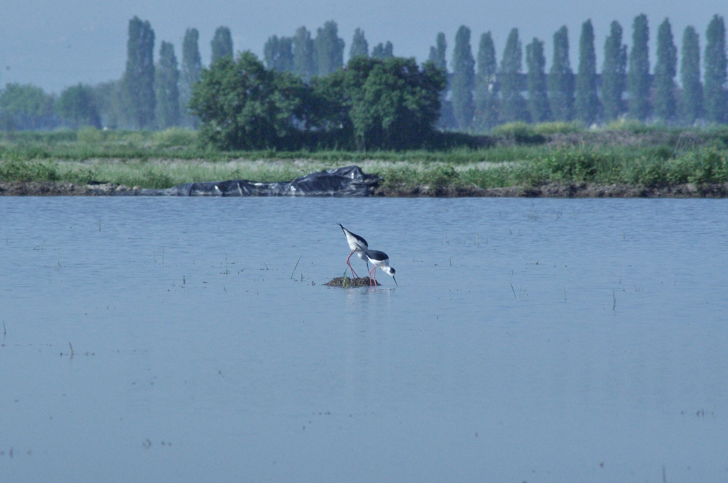 knights and rice paddies