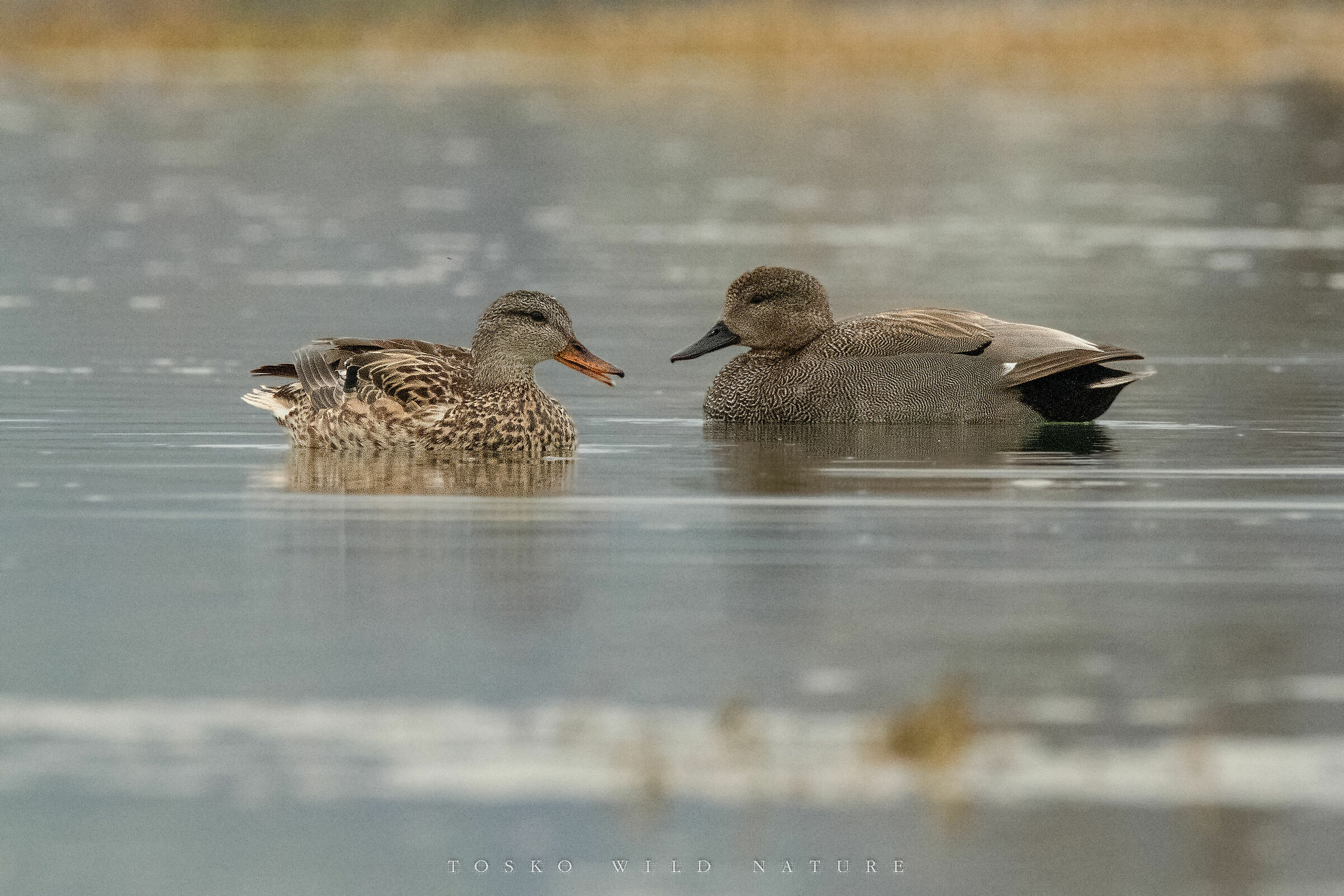 Canapiglie (Anas strepera)