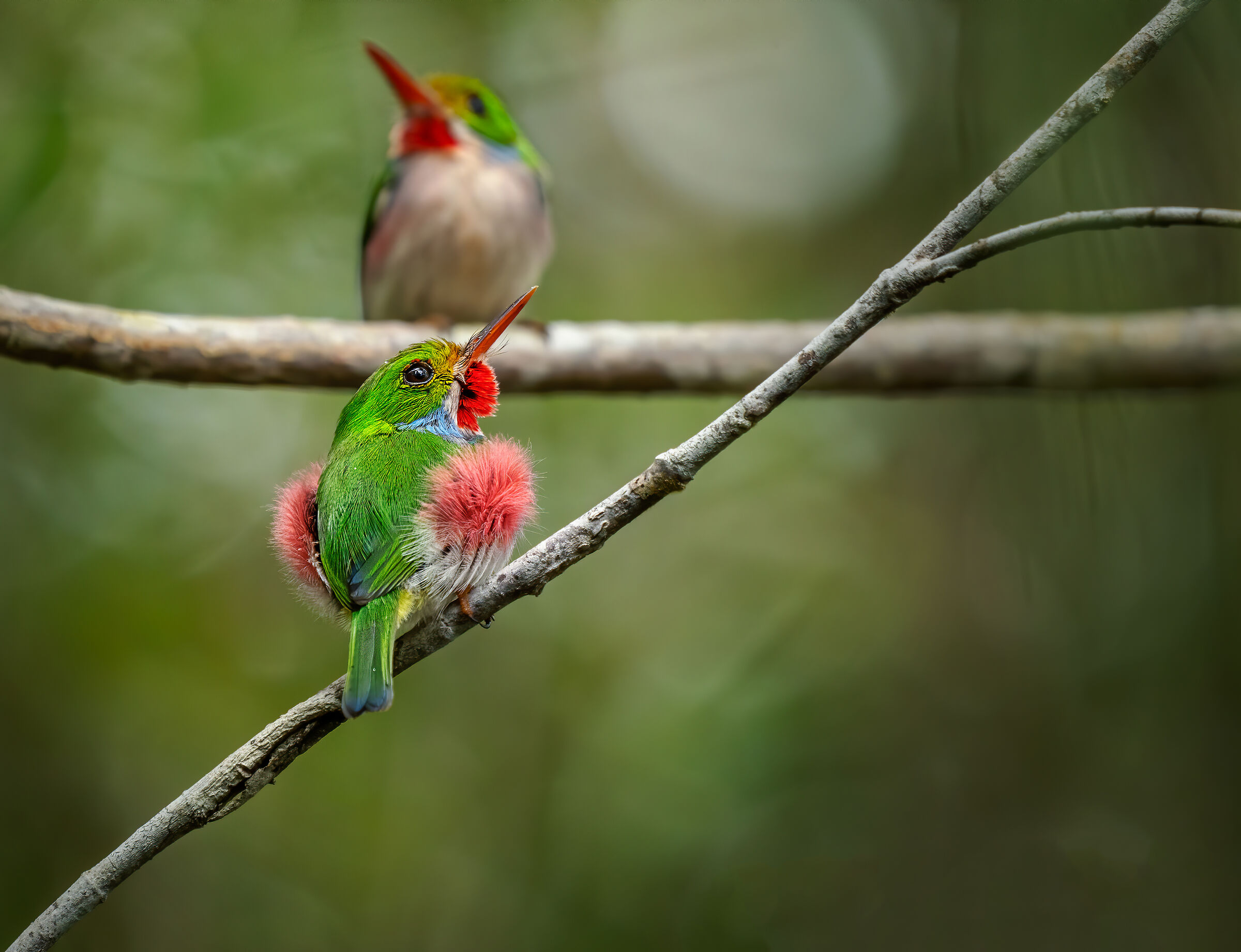 Cuban Tody