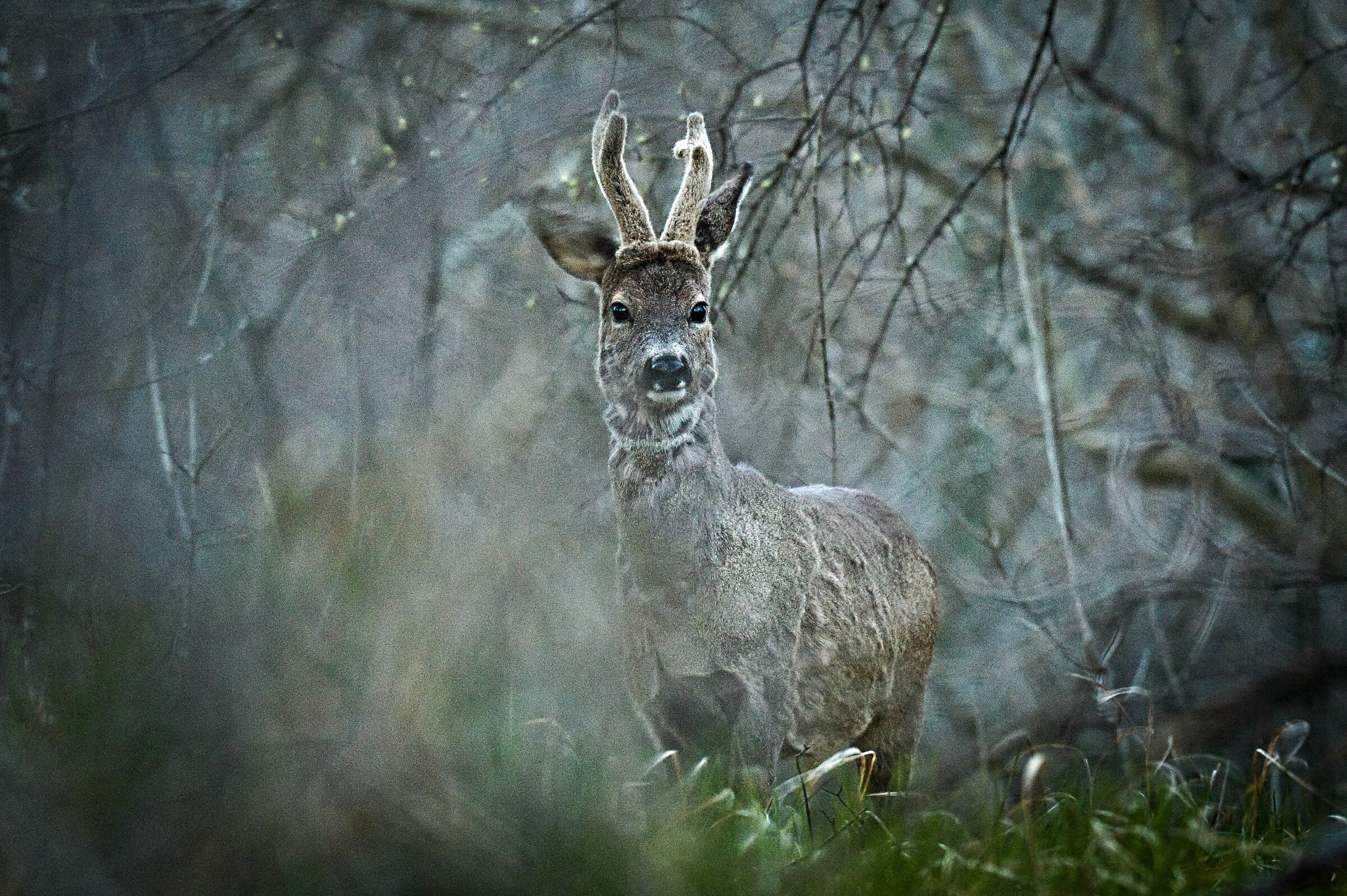 Roe deer at dusk