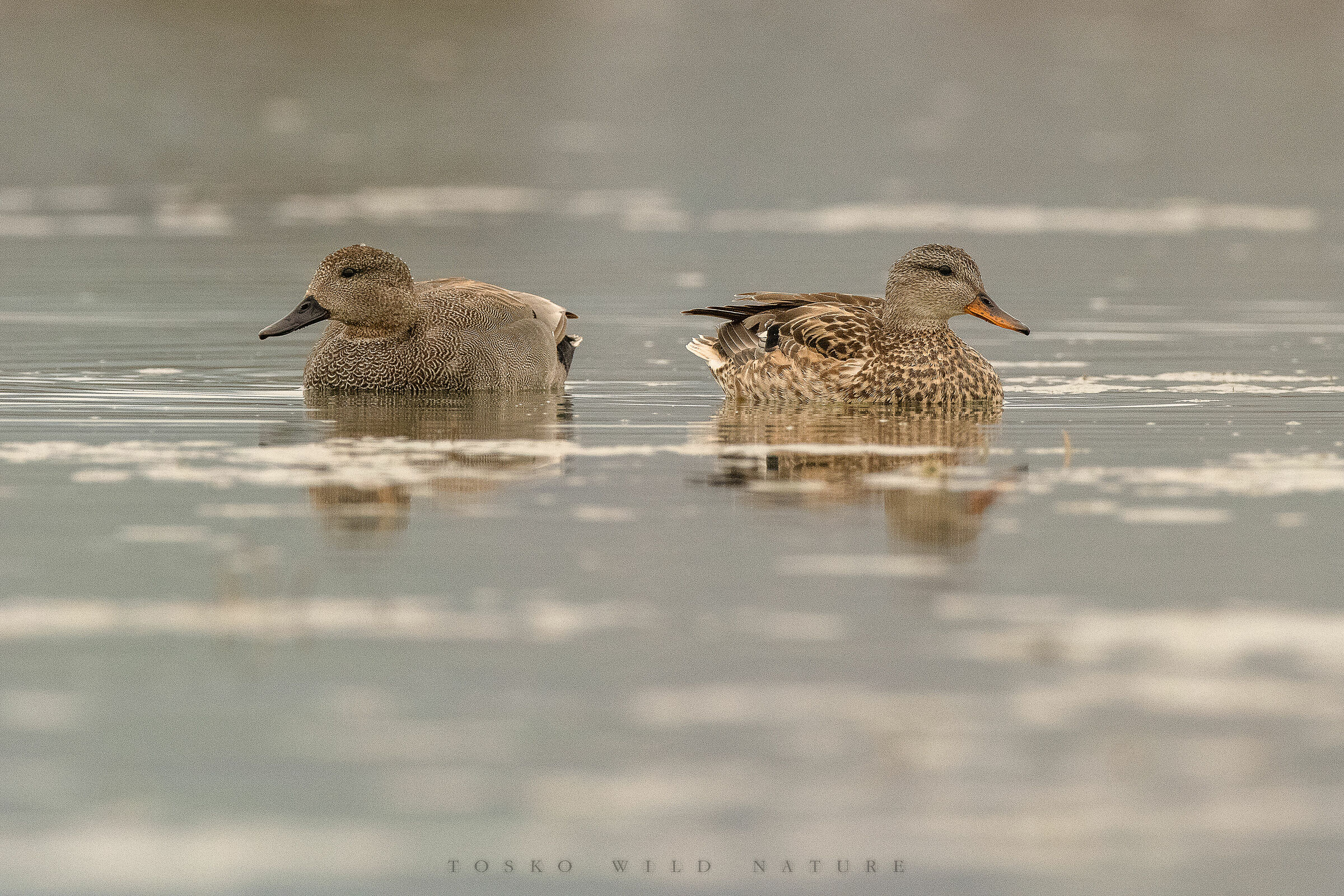 Canapiglie (Anas strepera)