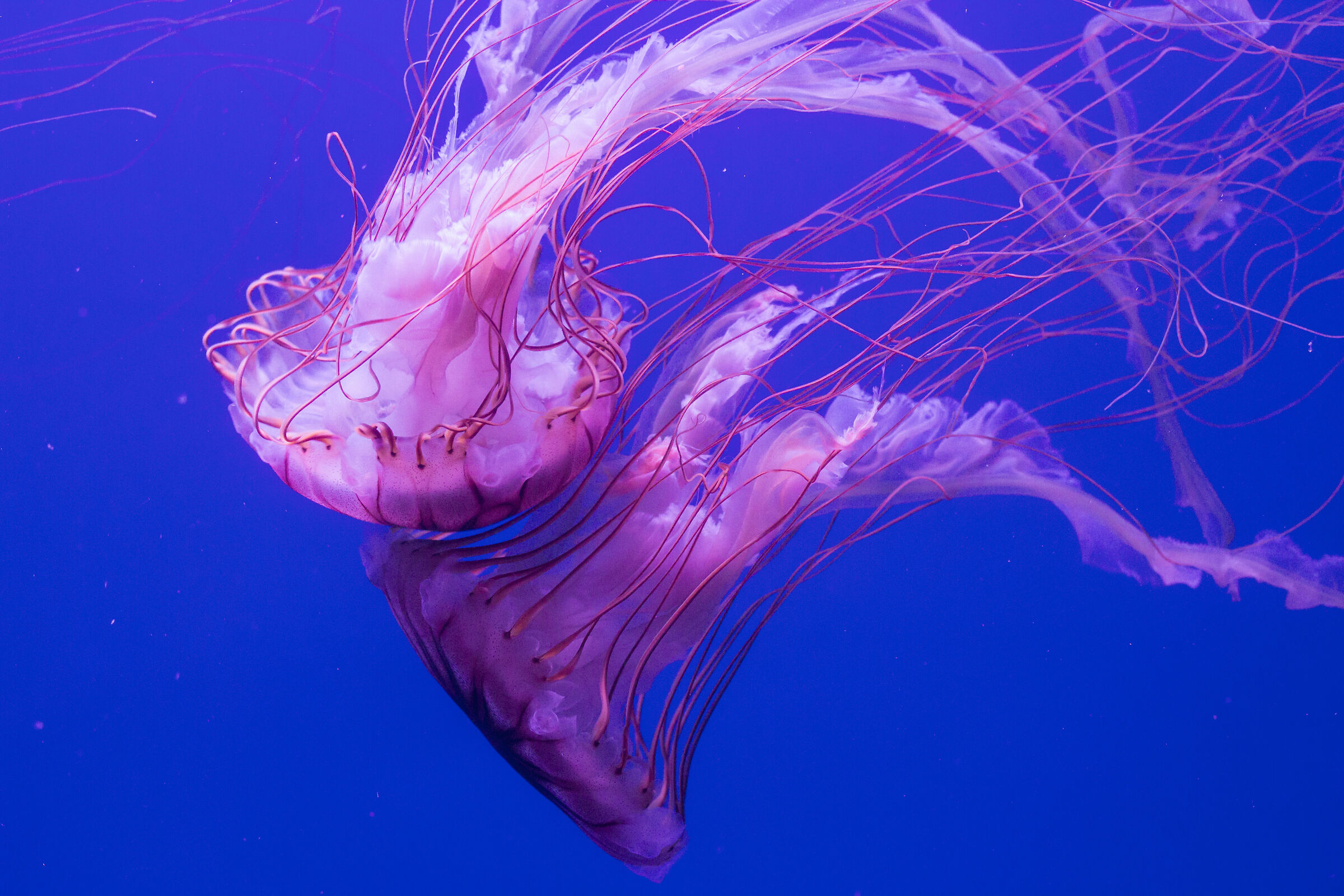 Corteggiamento tra meduse