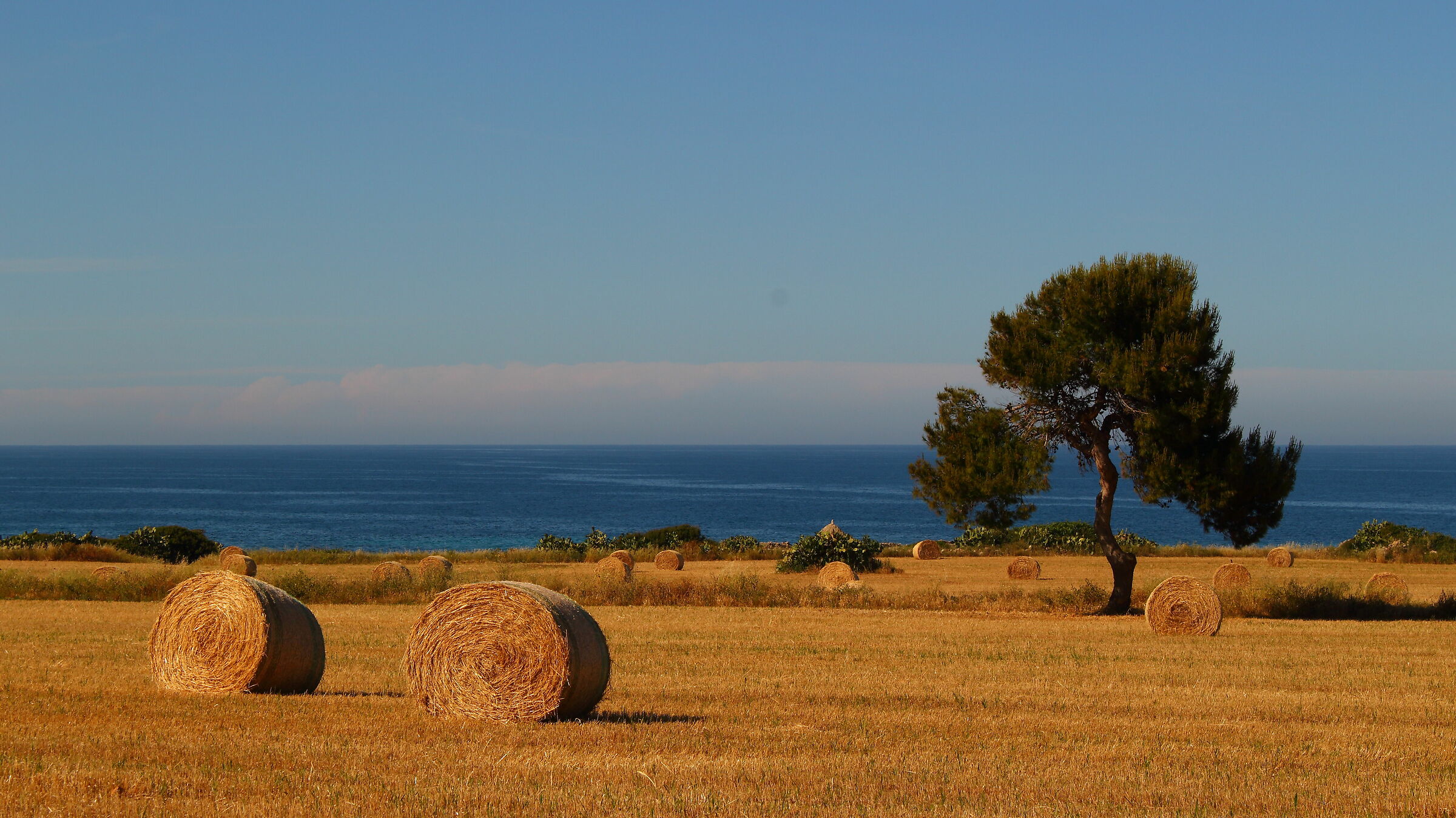 Apulian landscape