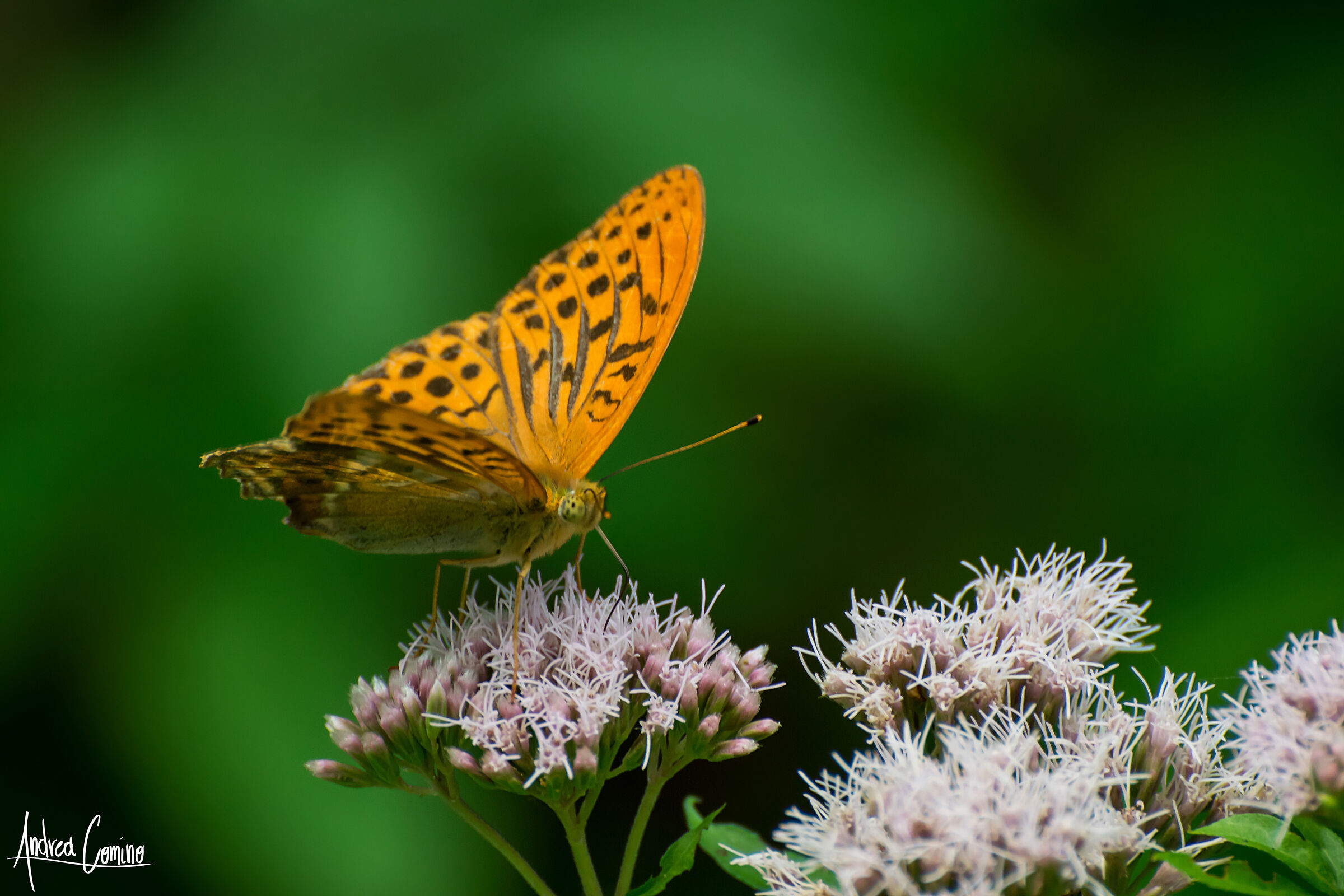 Pafia o Tabacco di Spagna