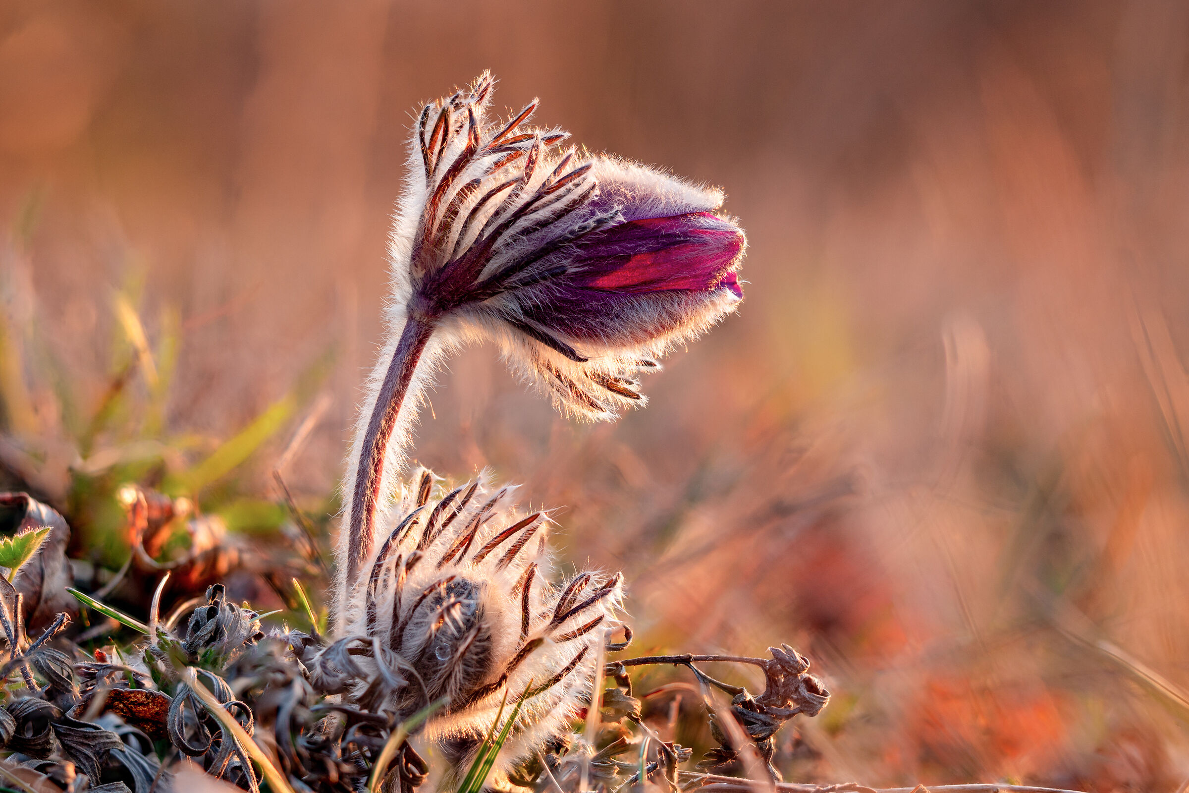 Pulsatilla