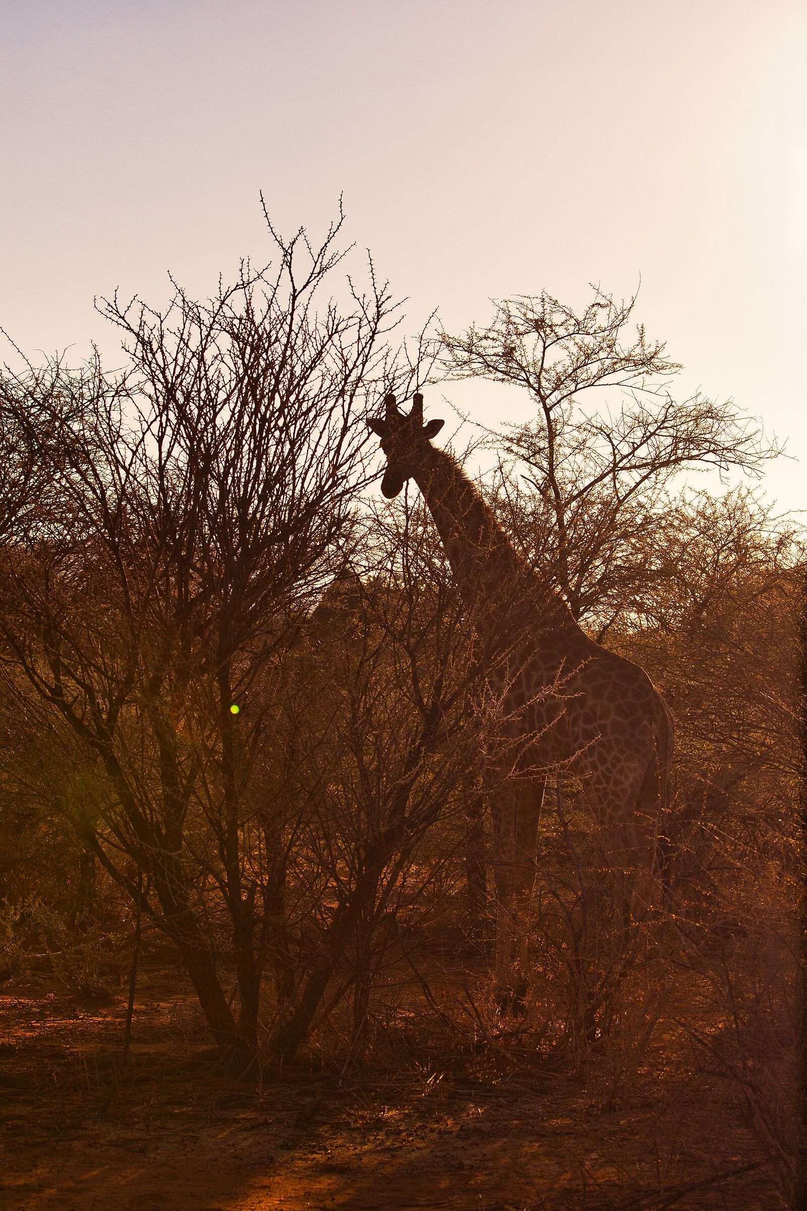 Giraffe at dawn
