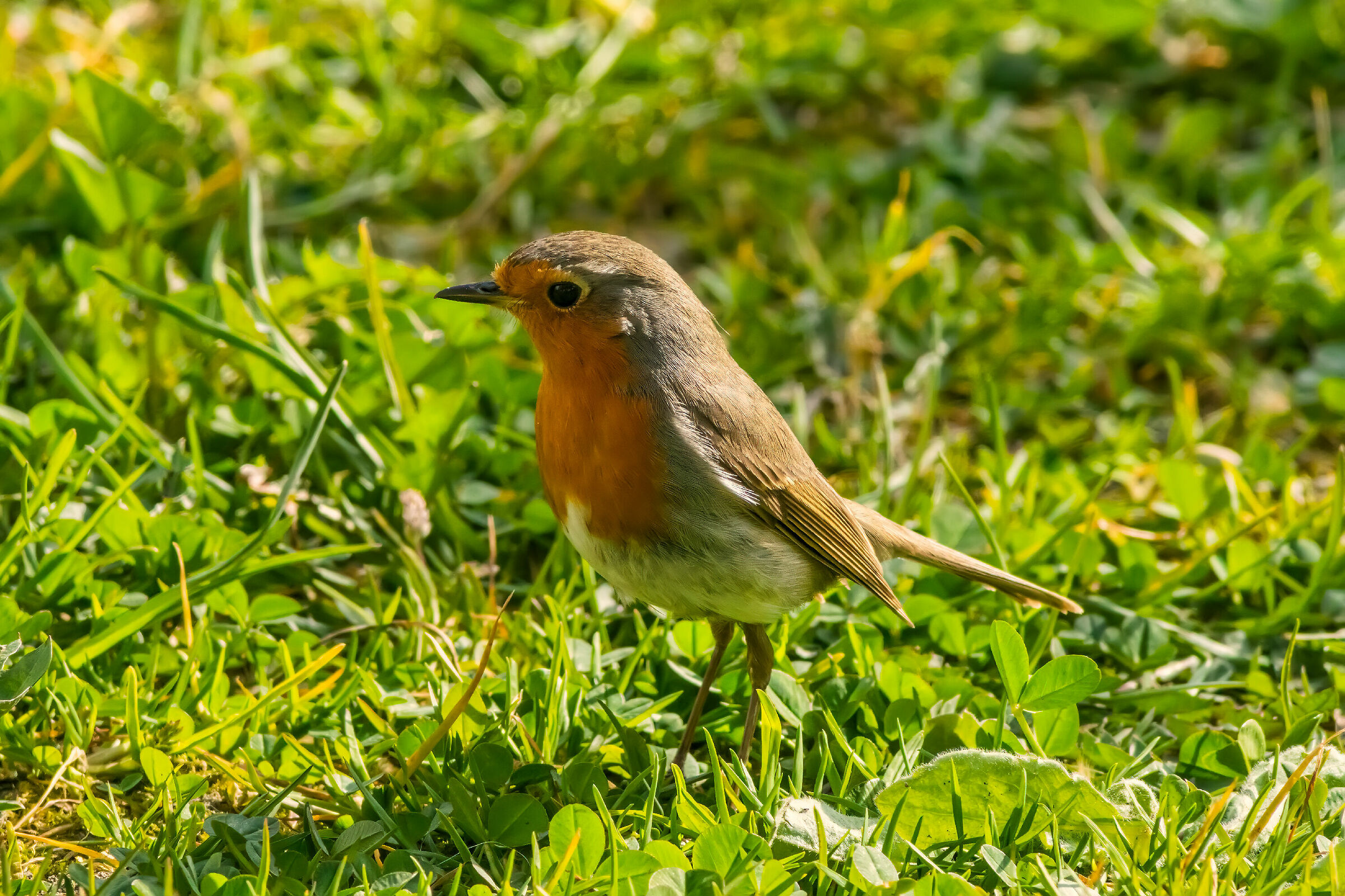 Red robin outside the house