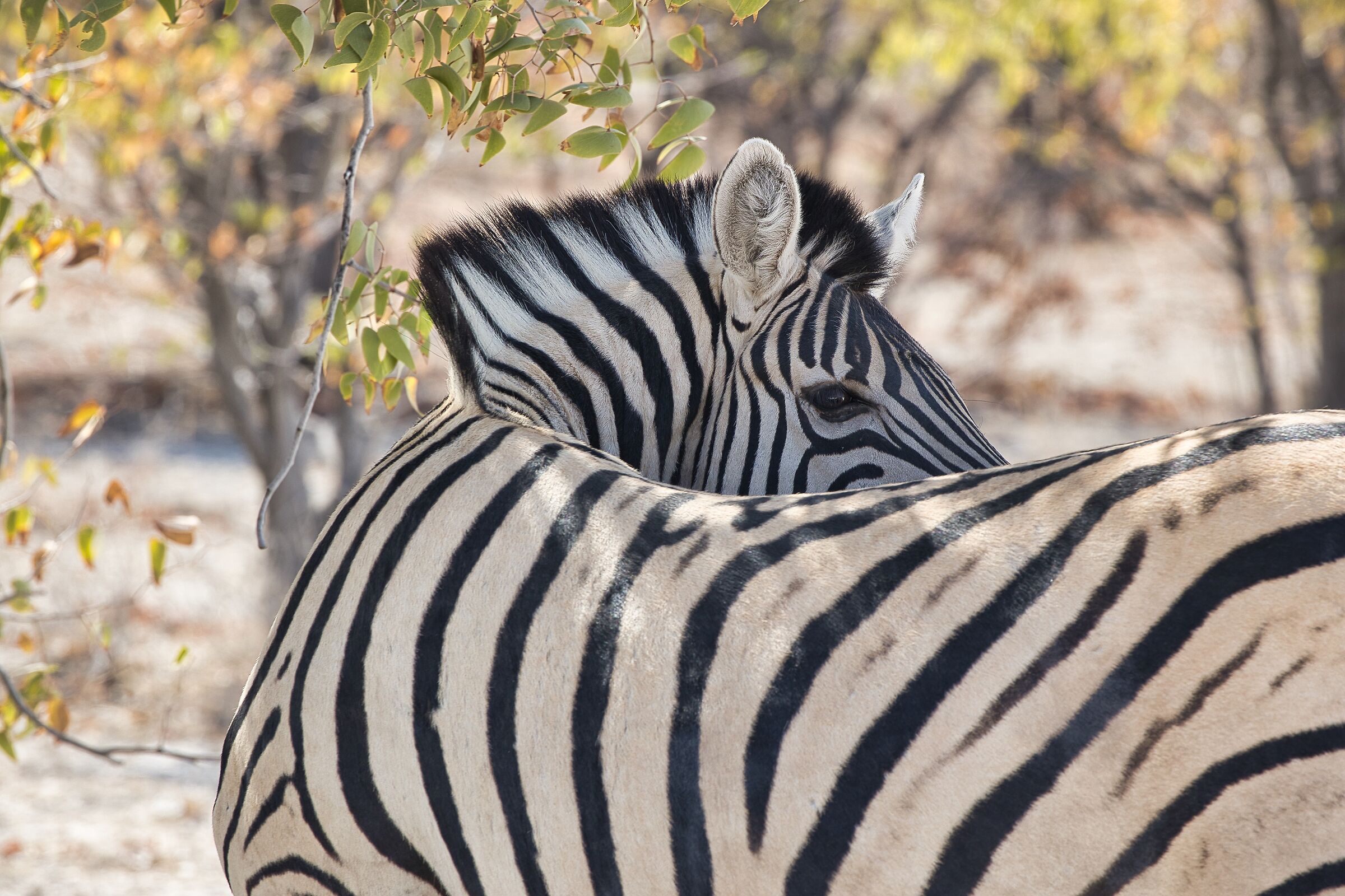 Curious zebra