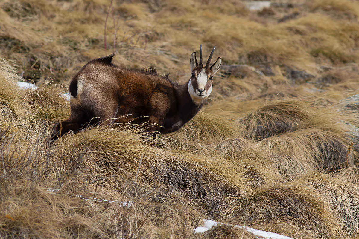 Chamois