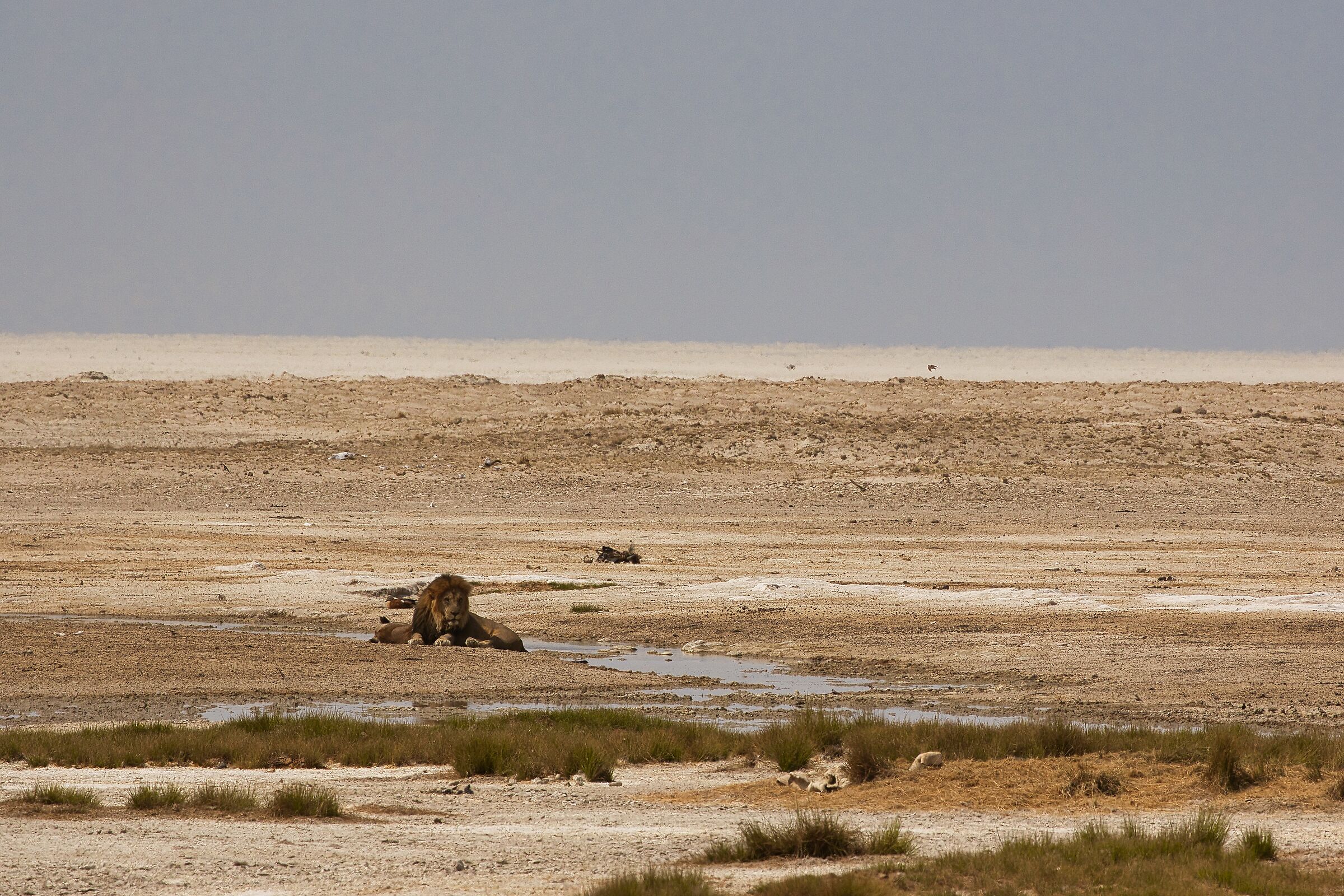 Riposino in compagnia