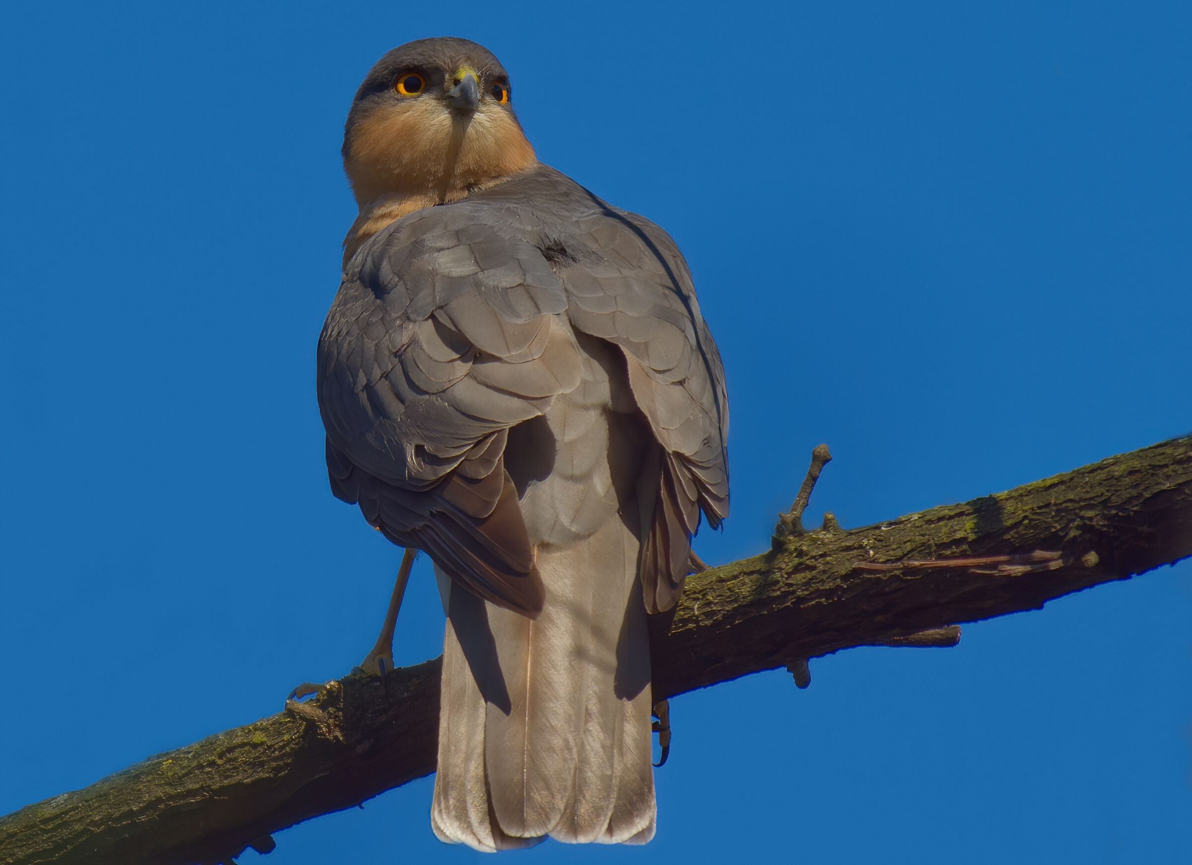 Lo sguardo dello sparviere