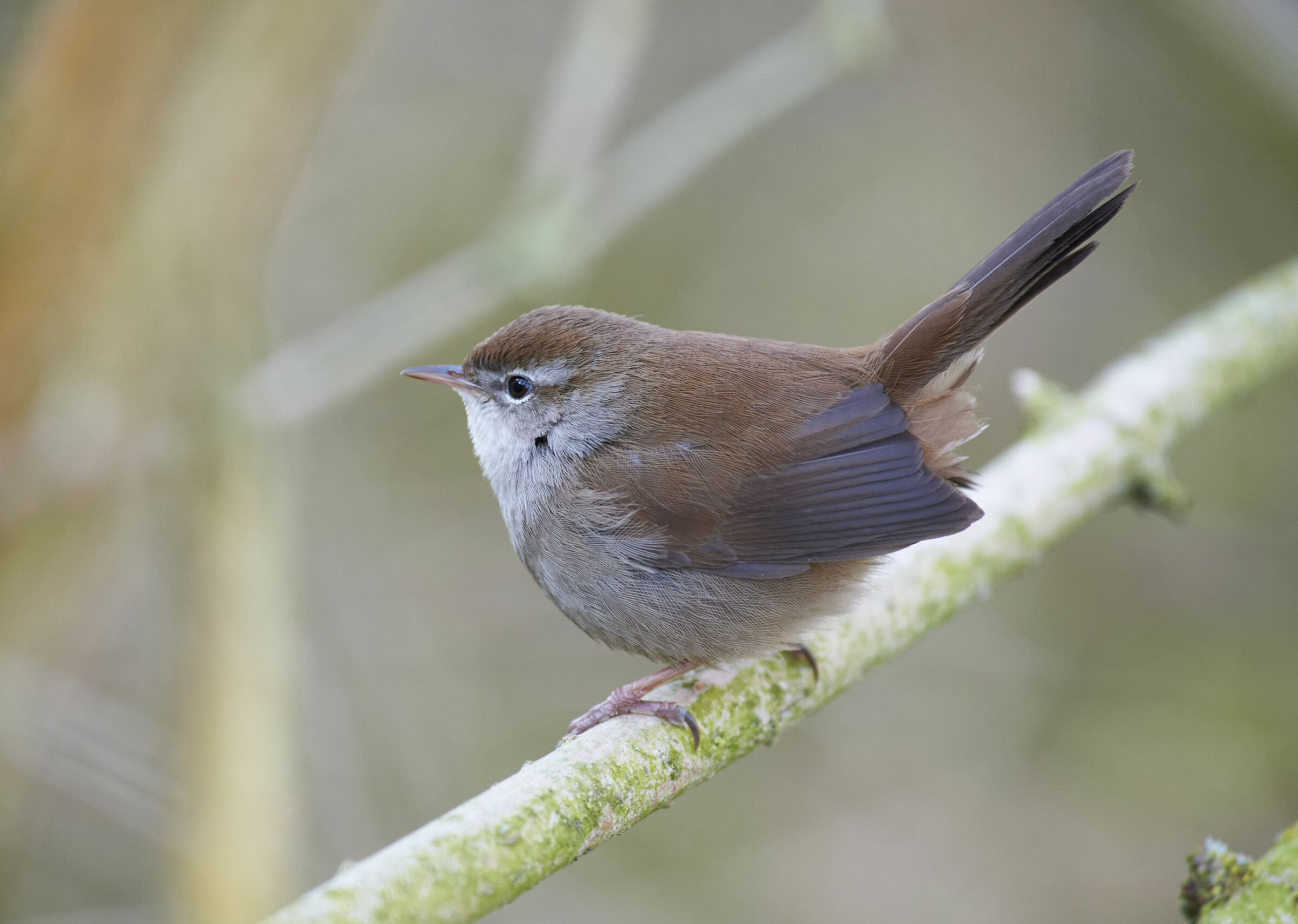 Cetti's warbler