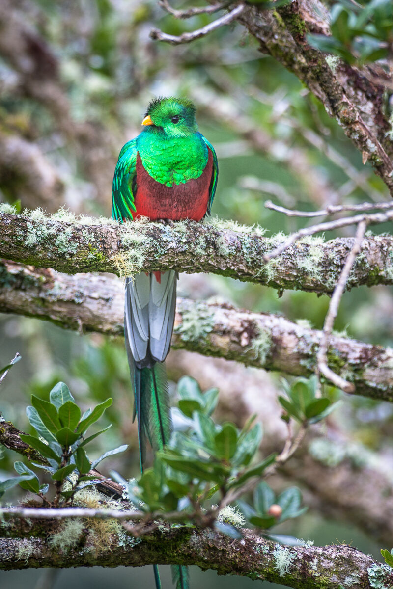 Quetzal