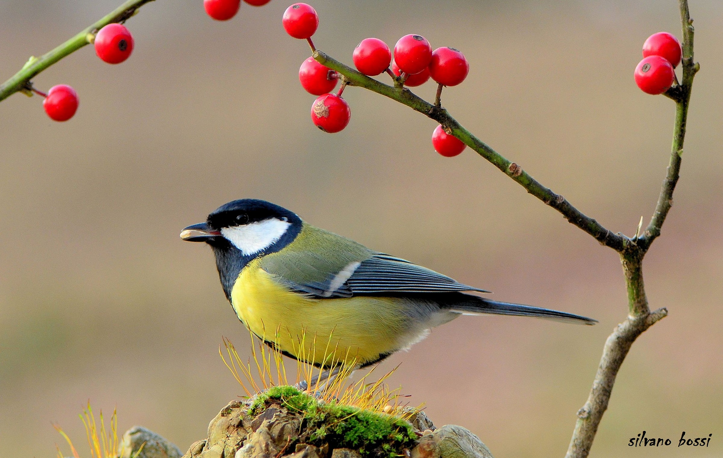 Parus major
