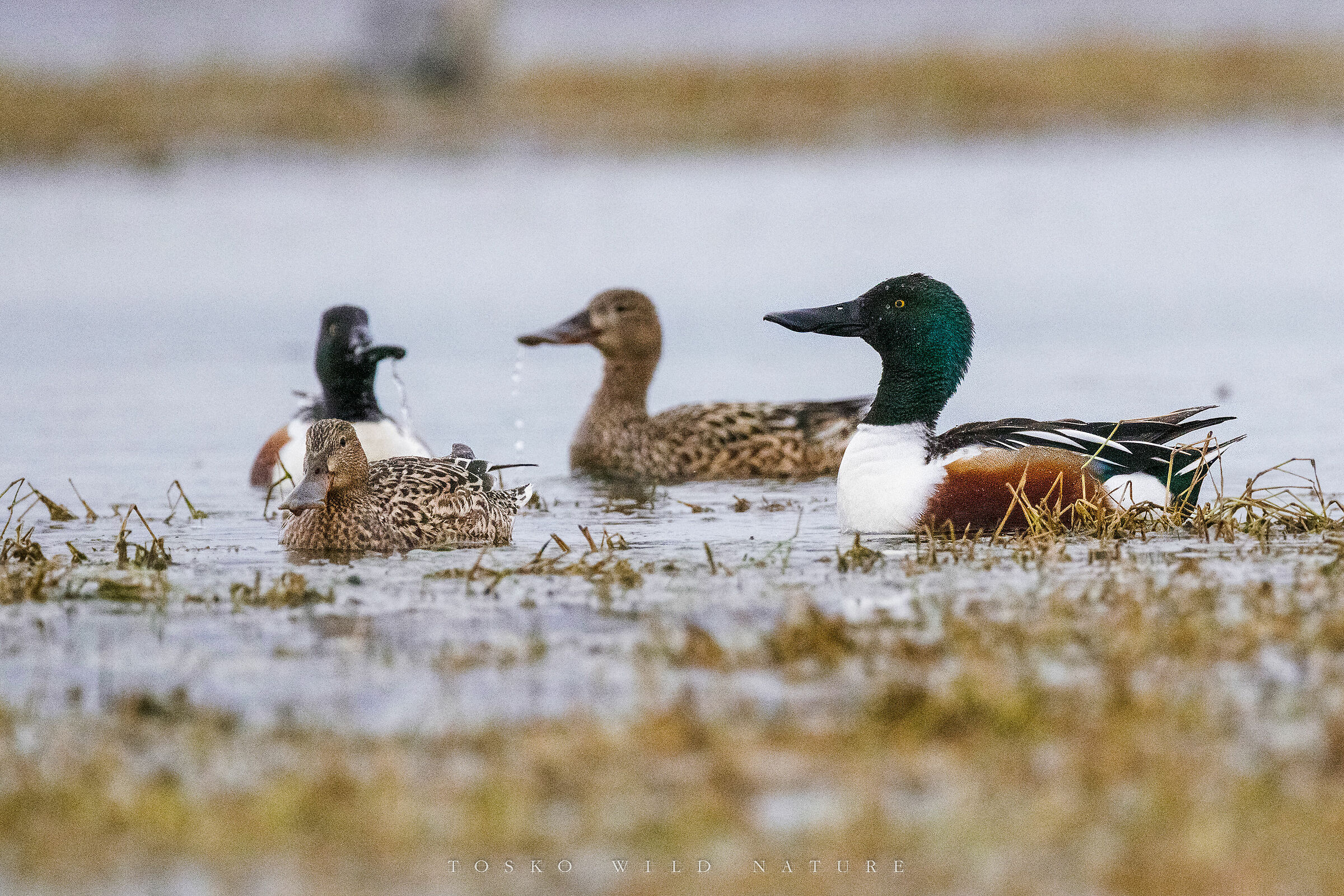 Mestoloni (Anas clypeata)