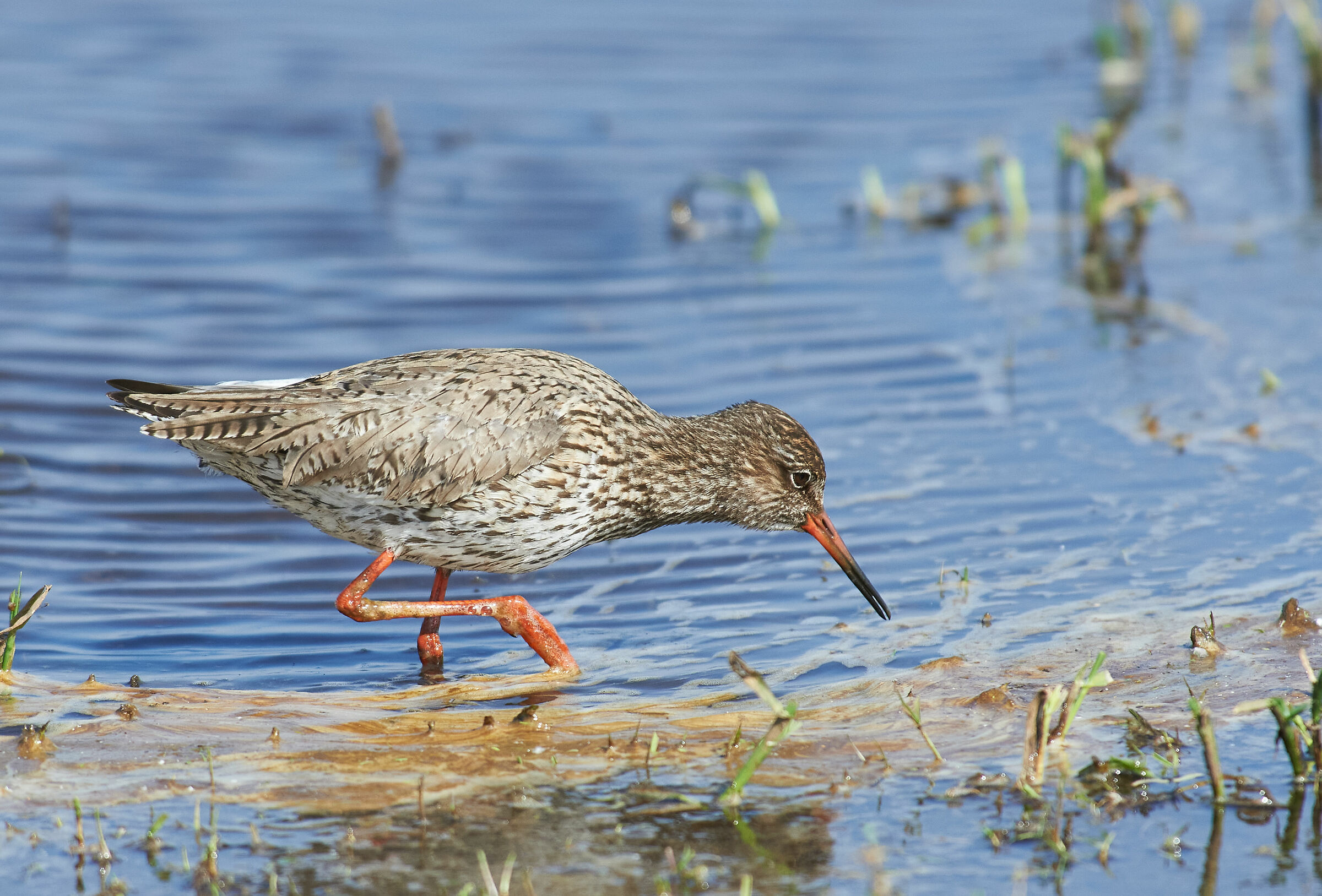 Redshank comune