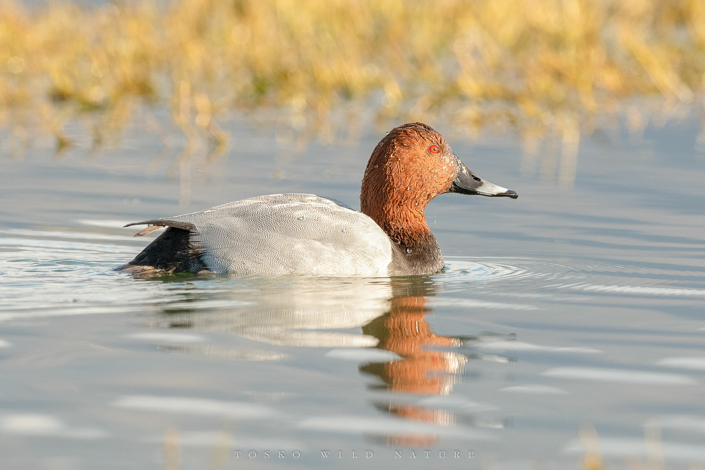 moriglione (Aythya ferina)