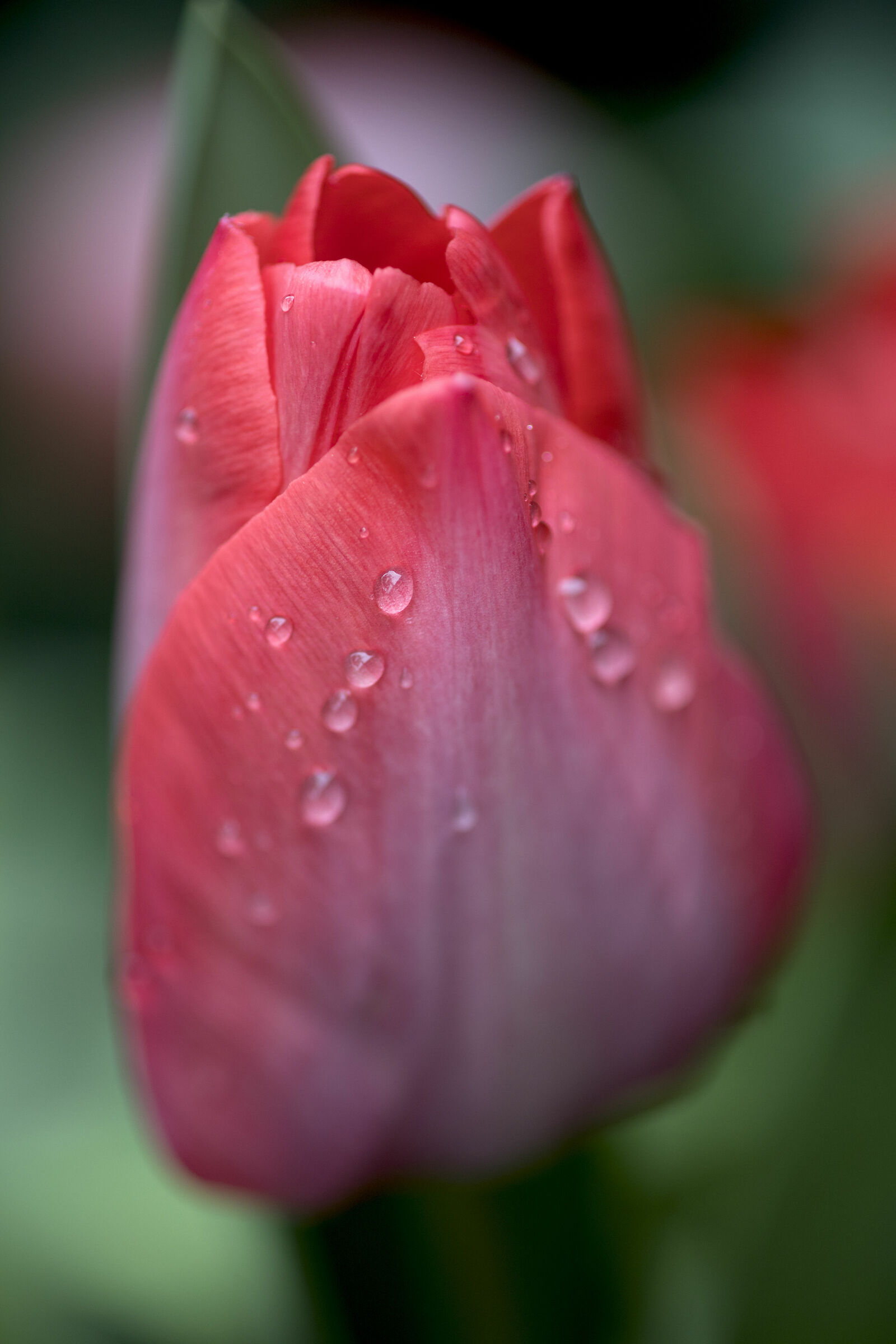 visto che dobbiamo rimanere in casa...