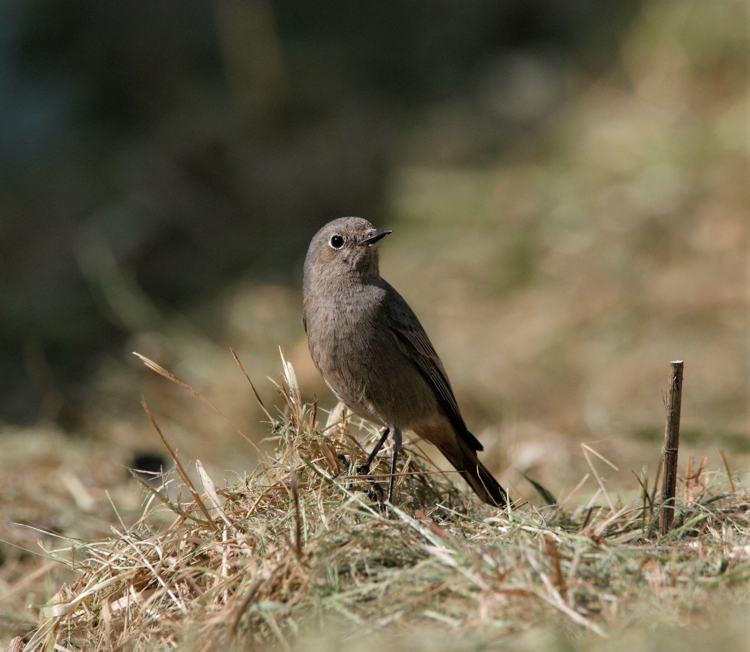 close-up of a codirosso