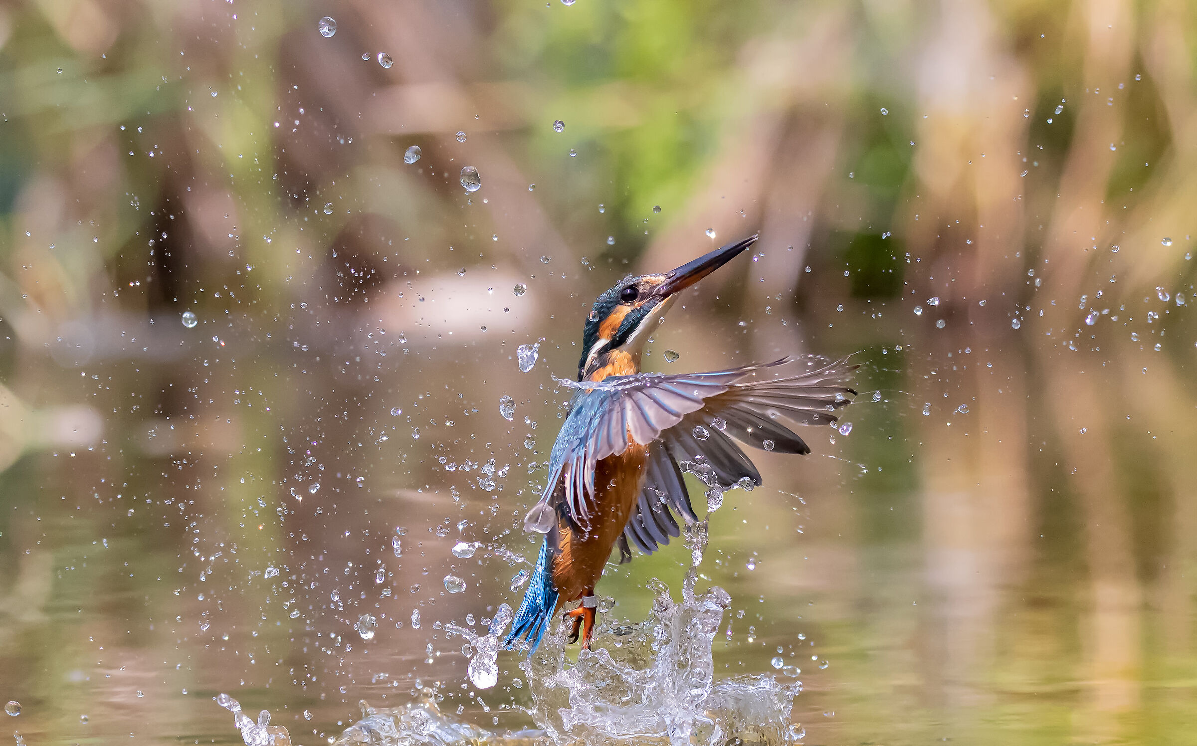 Kingfisher