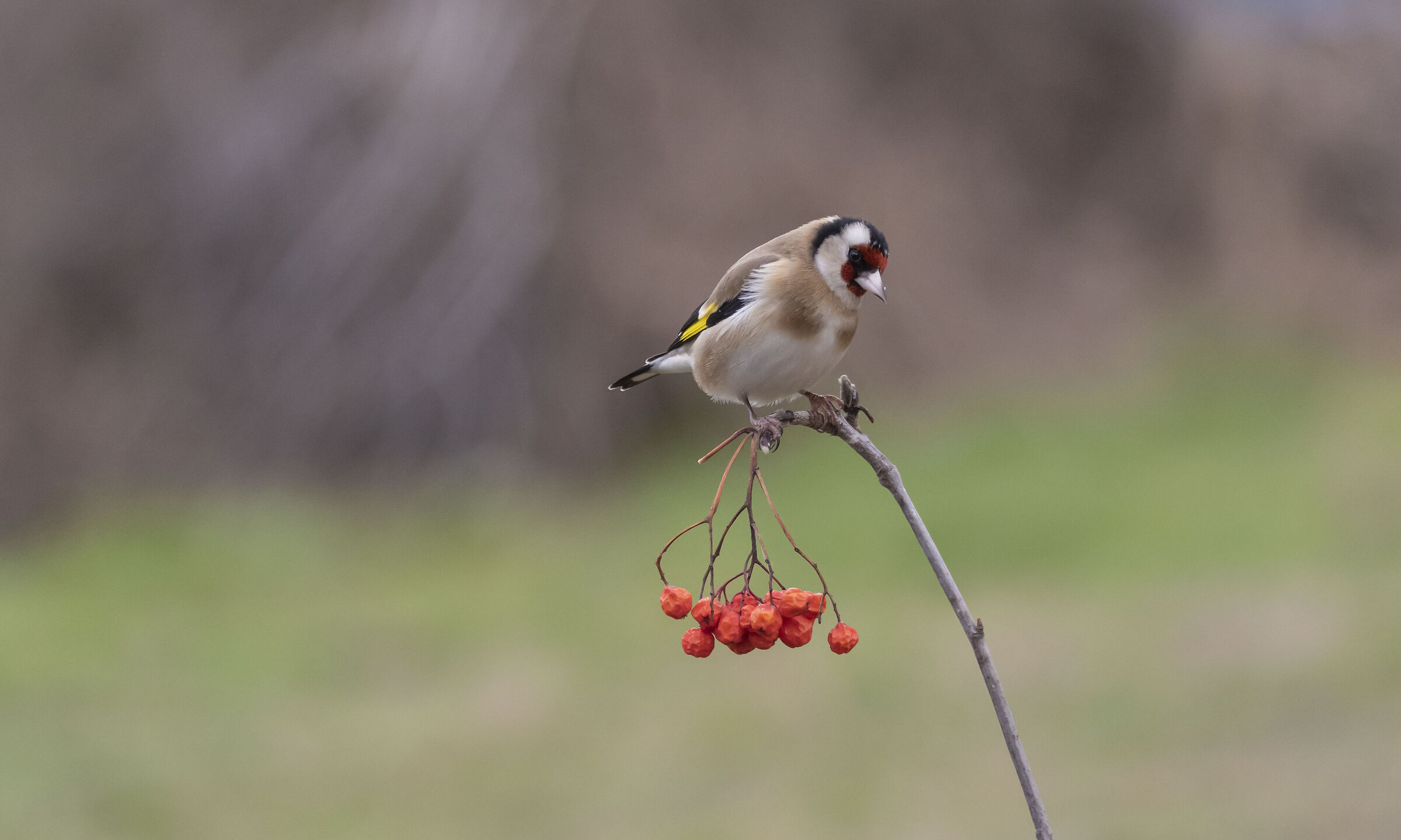 Goldfinch