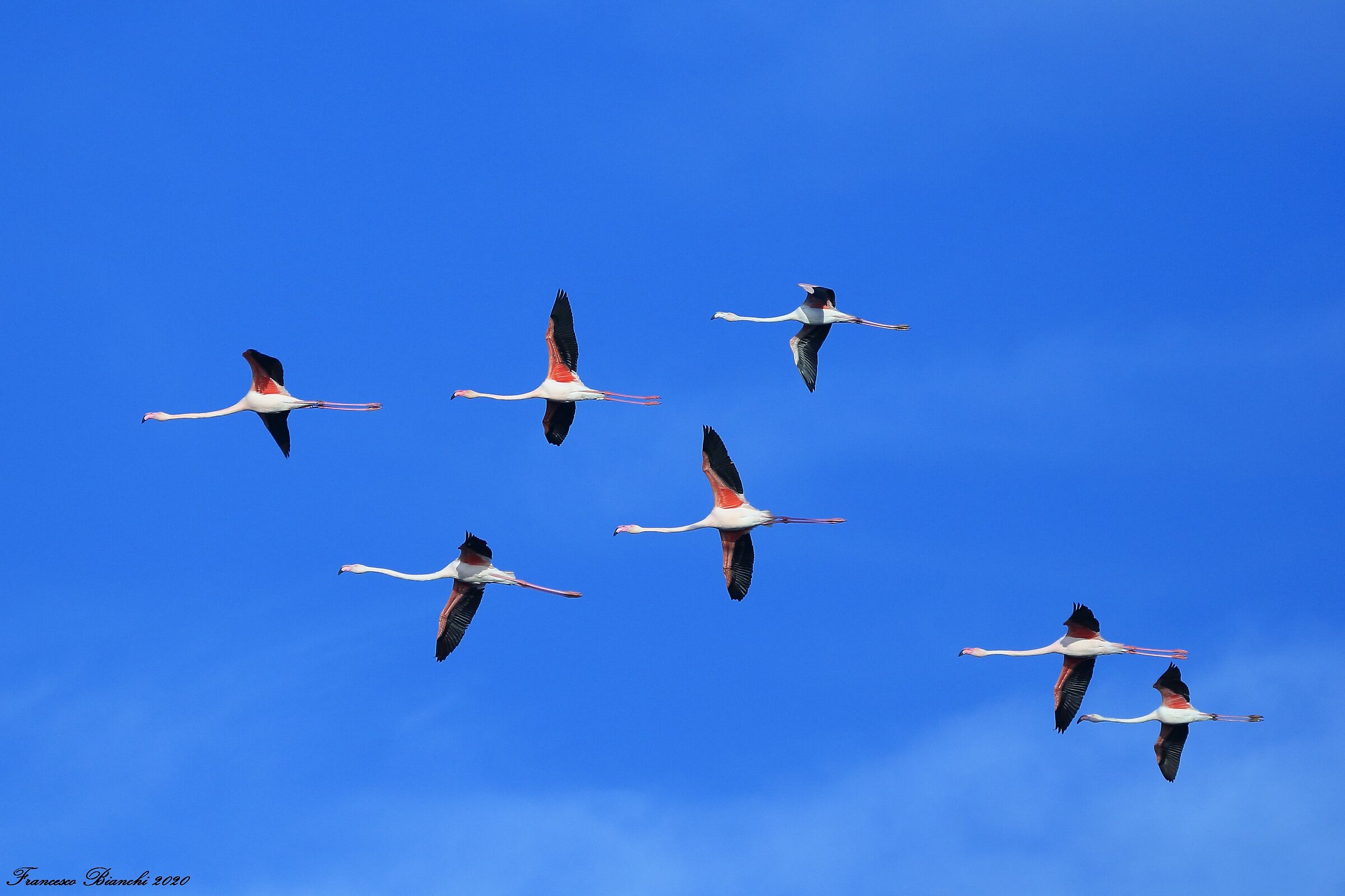 fenicotteri in volo 2